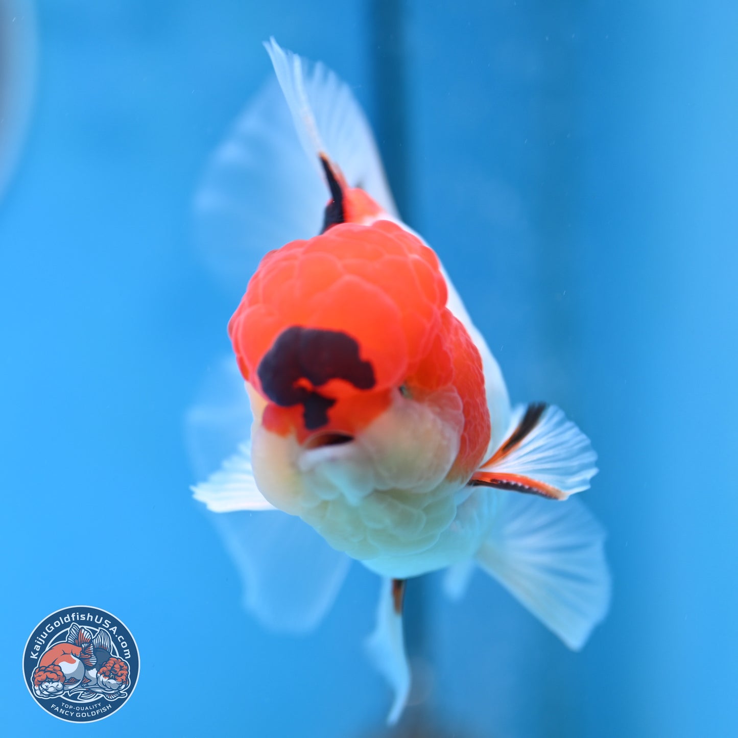Tricolor Sakura Rose Tail Oranda 3 inches Body - Male (250314_OR06)
