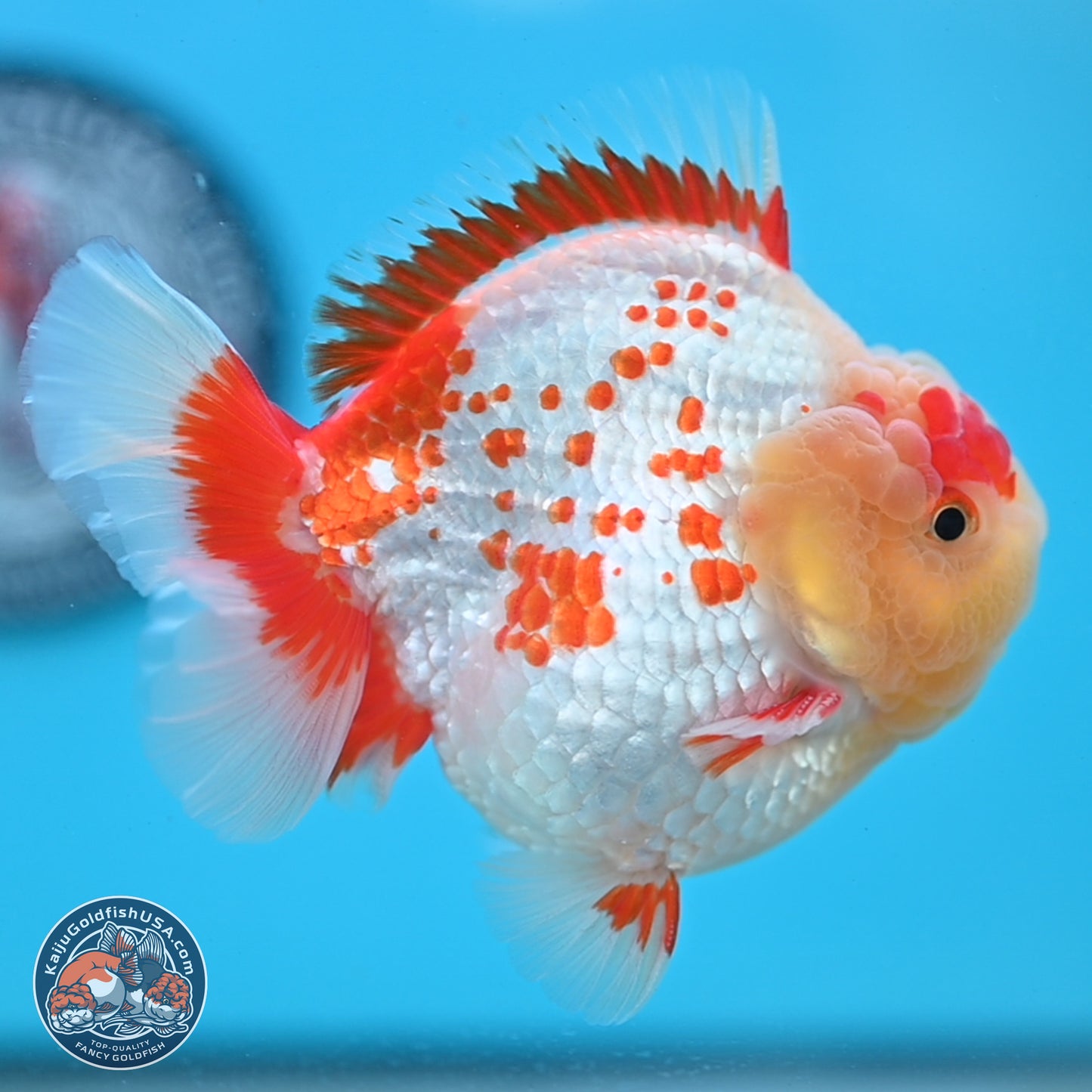 Polka Dot Red White YuanBao Oranda 3.5 inches Body - Male (250214_OR06)