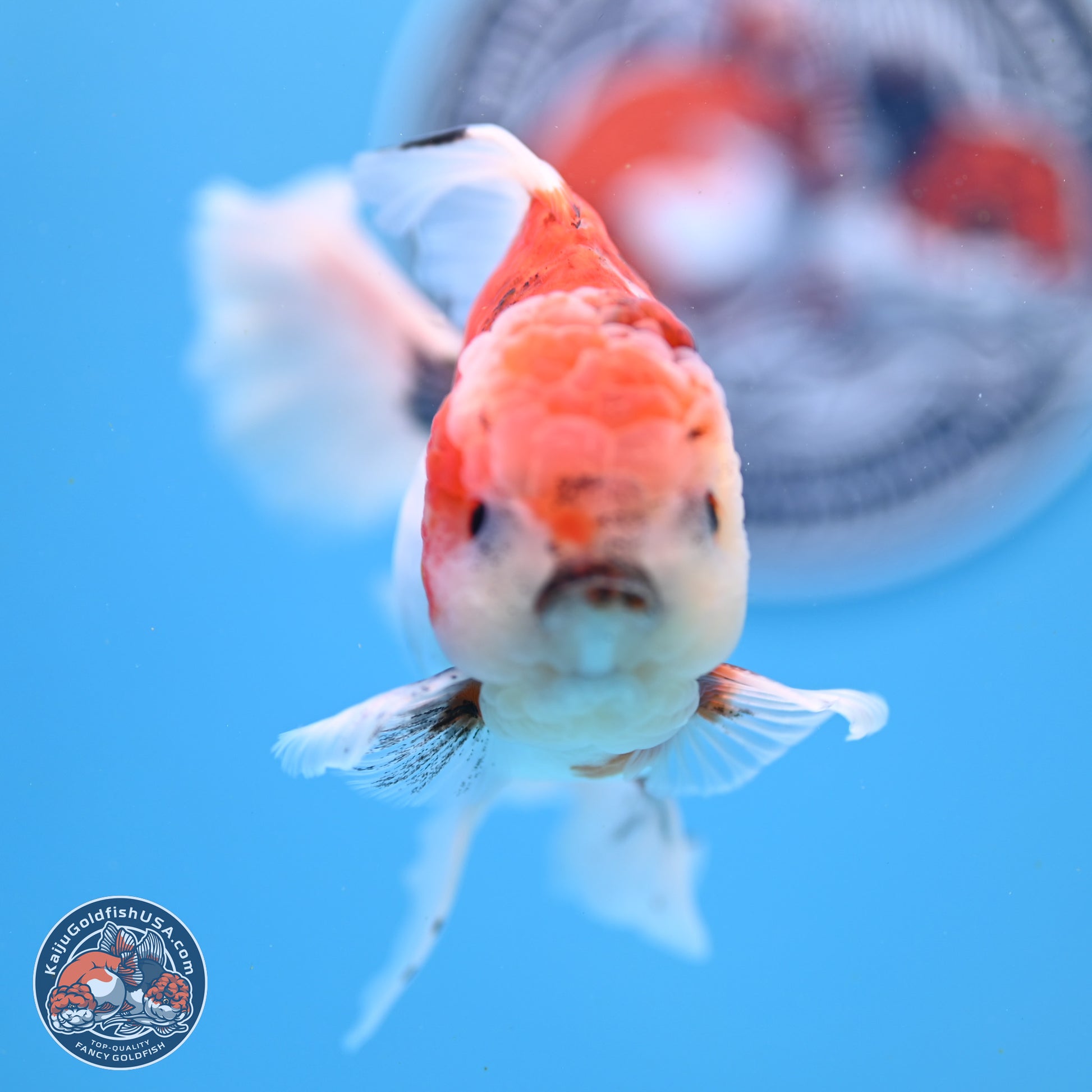 Tricolor Sakura Rose Tail Oranda 3.5in Body (240823_OR6) - Kaiju Goldfish USA