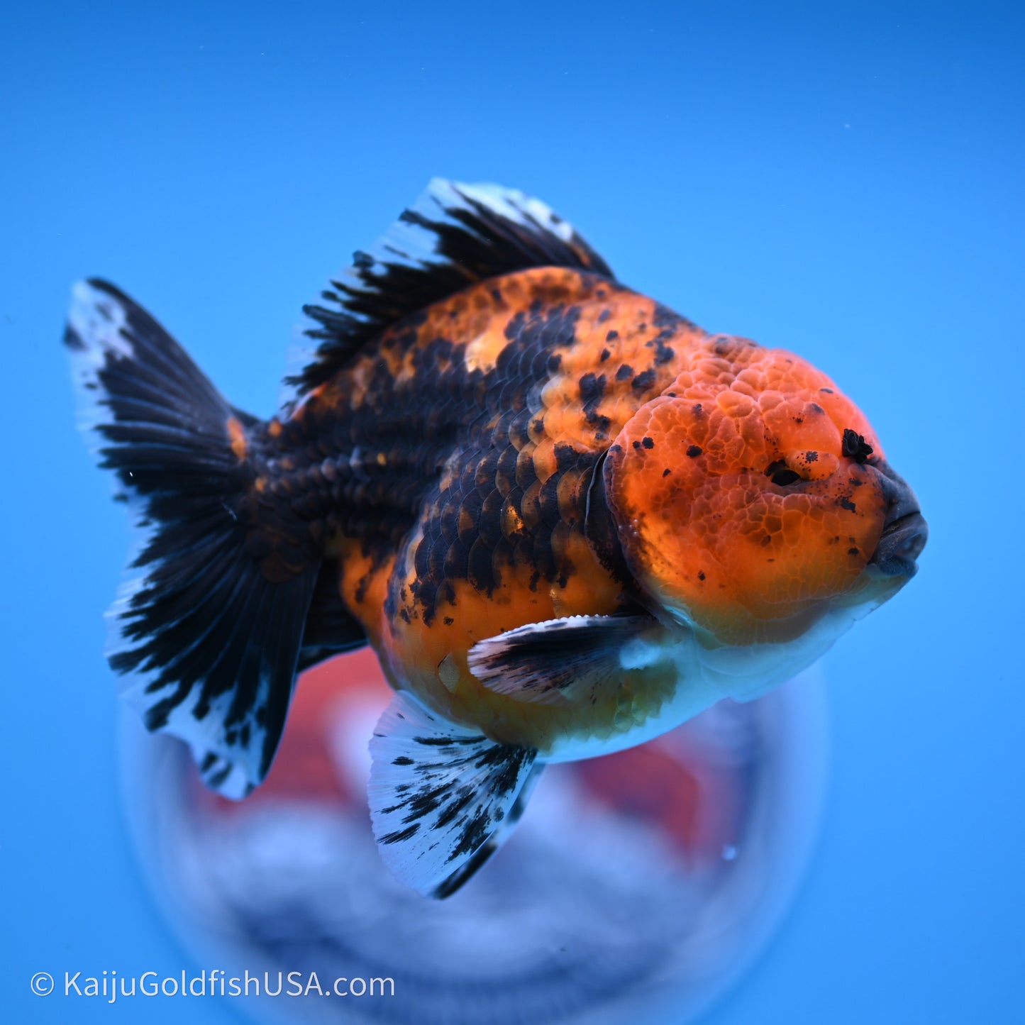 Shogun Godzilla Red Kirin Oranda 3.5in Body (240719_OR06) - Kaiju Goldfish USA