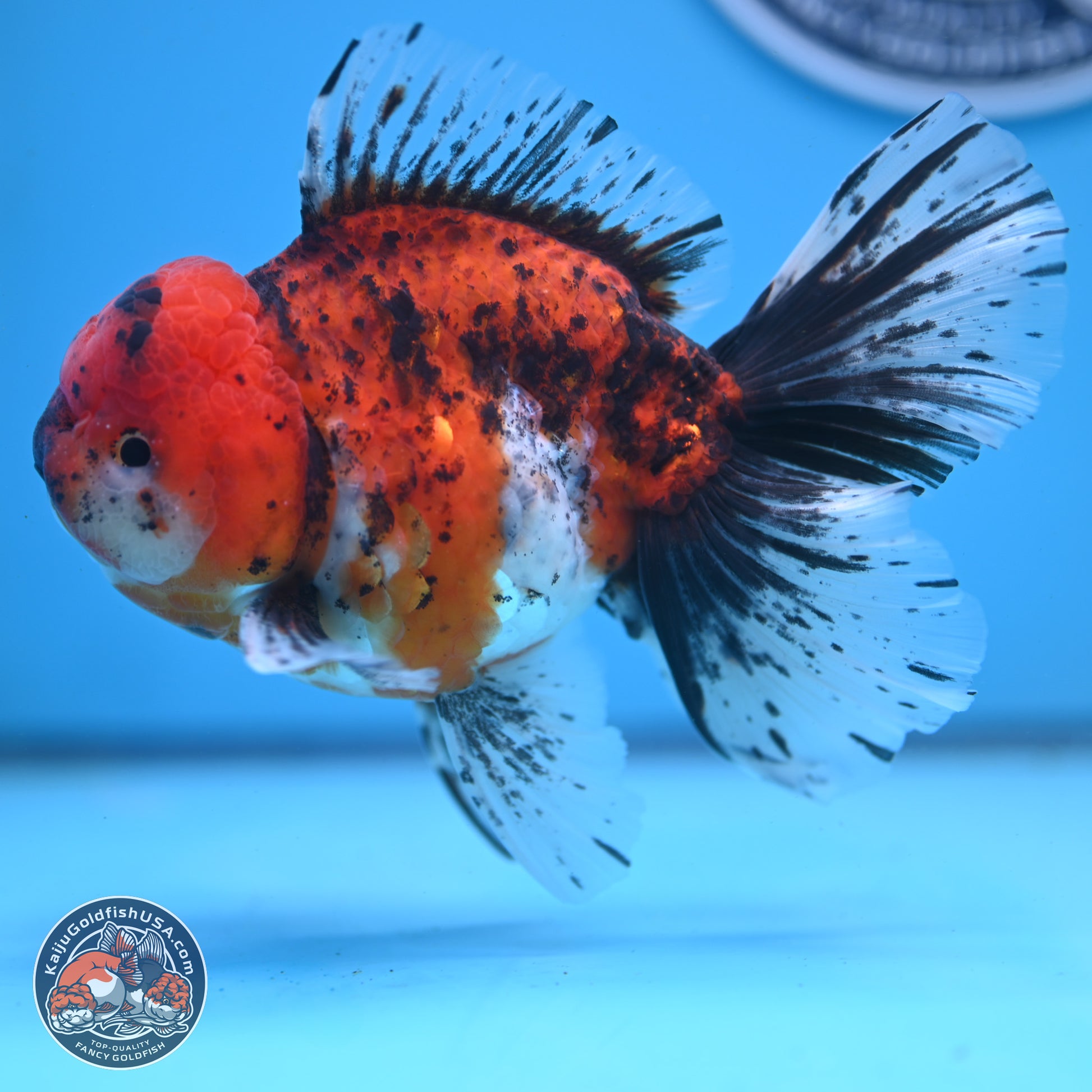 Tricolor Tiger Rose Tail Oranda 6 inches - Male (241122_OR06) - Kaiju Goldfish USA