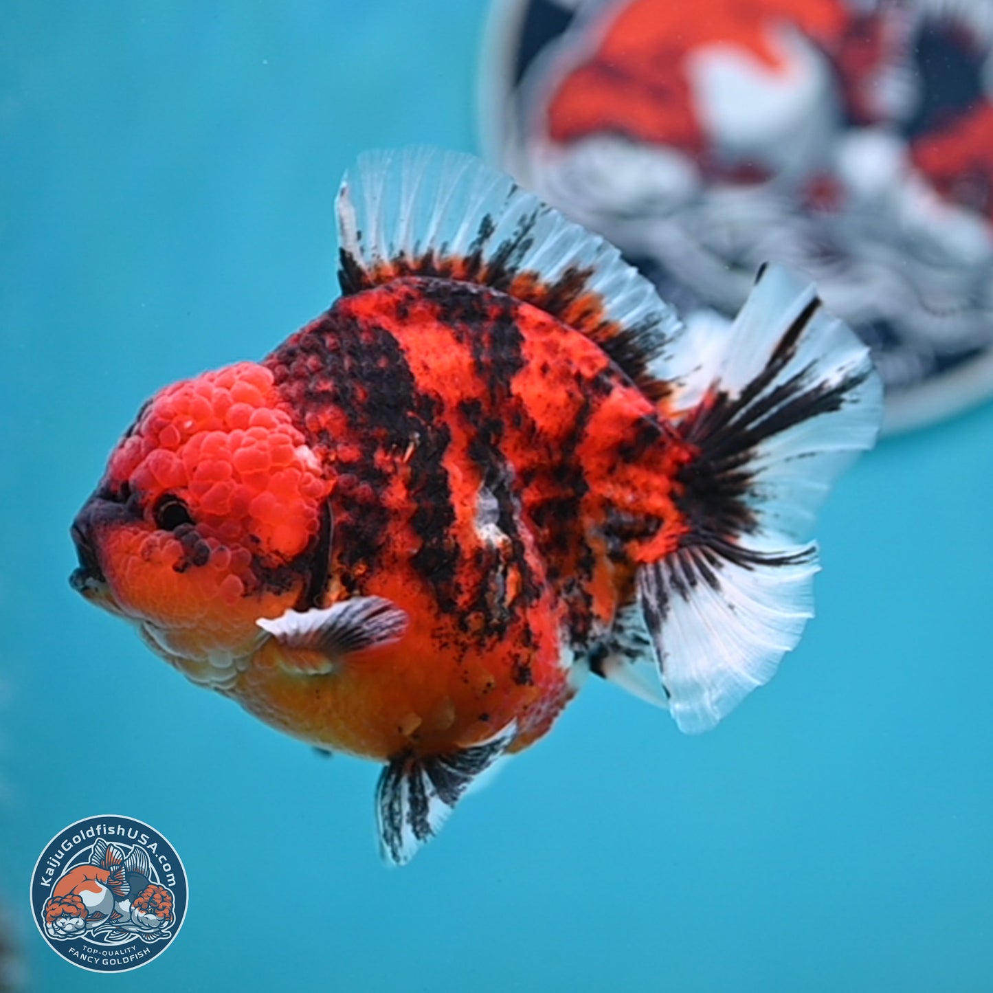 Tiger YuanBao Oranda 4 inches Body - Male (250404_OR06)