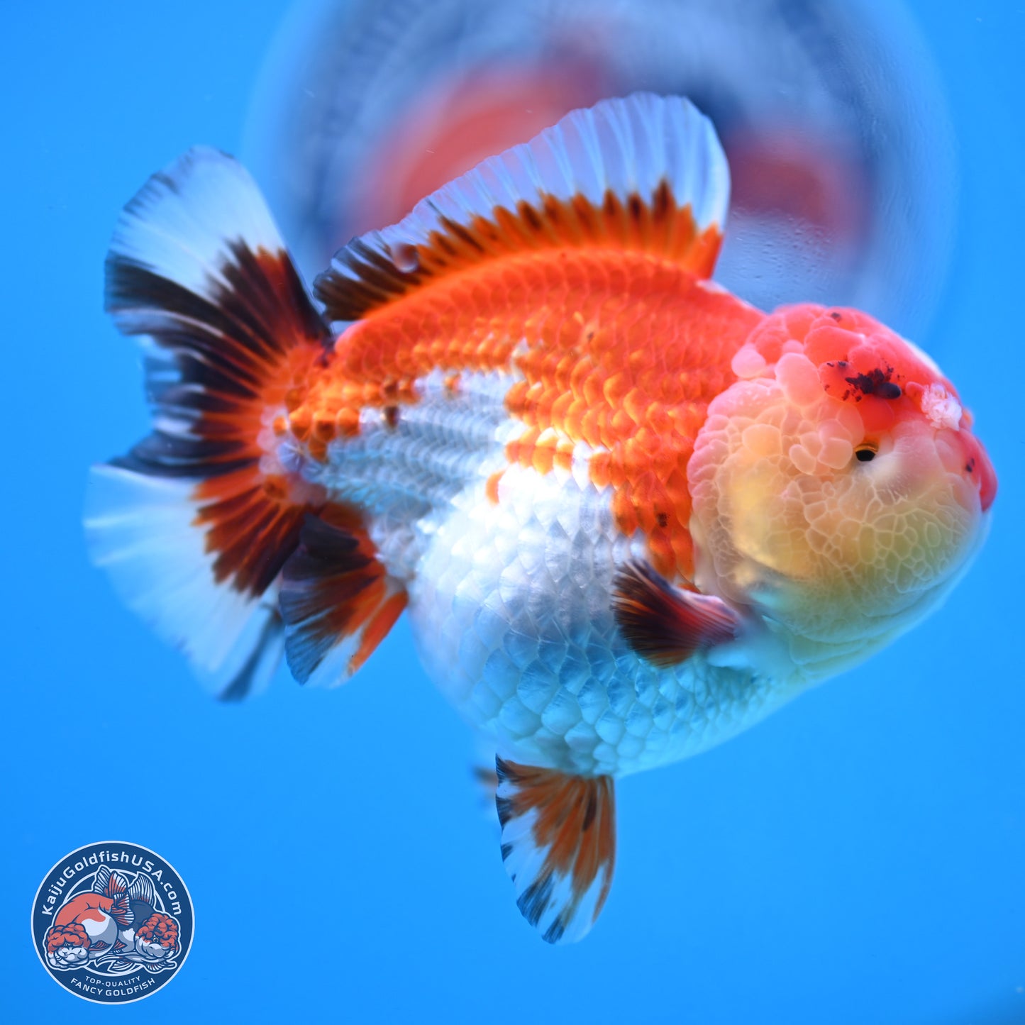 Tricolor YuanBao Oranda 3.75 inches Body - Male (250103_OR06) - Kaiju Goldfish USA