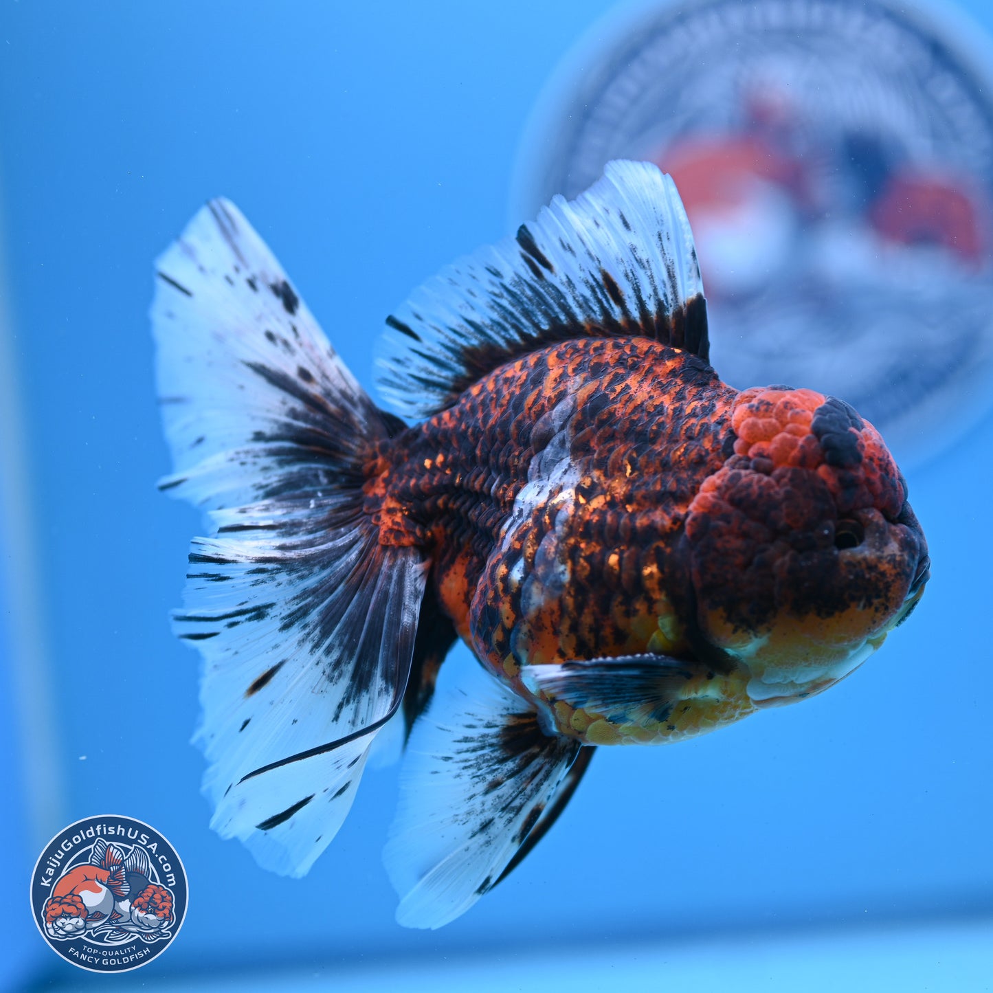 Red Kirin Rose Tail Oranda 4-6 inches (240920_OR06) - Kaiju Goldfish USA