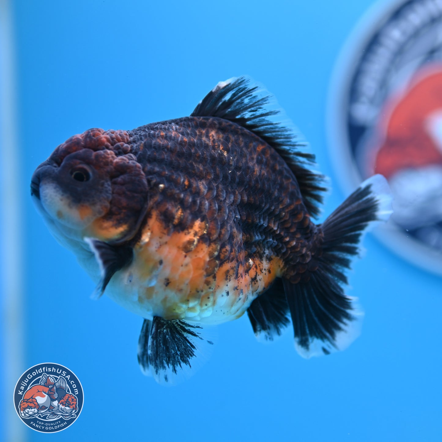 Shogun Kirin Oranda 4-4.5 inches (241004_OR06) - Kaiju Goldfish USA