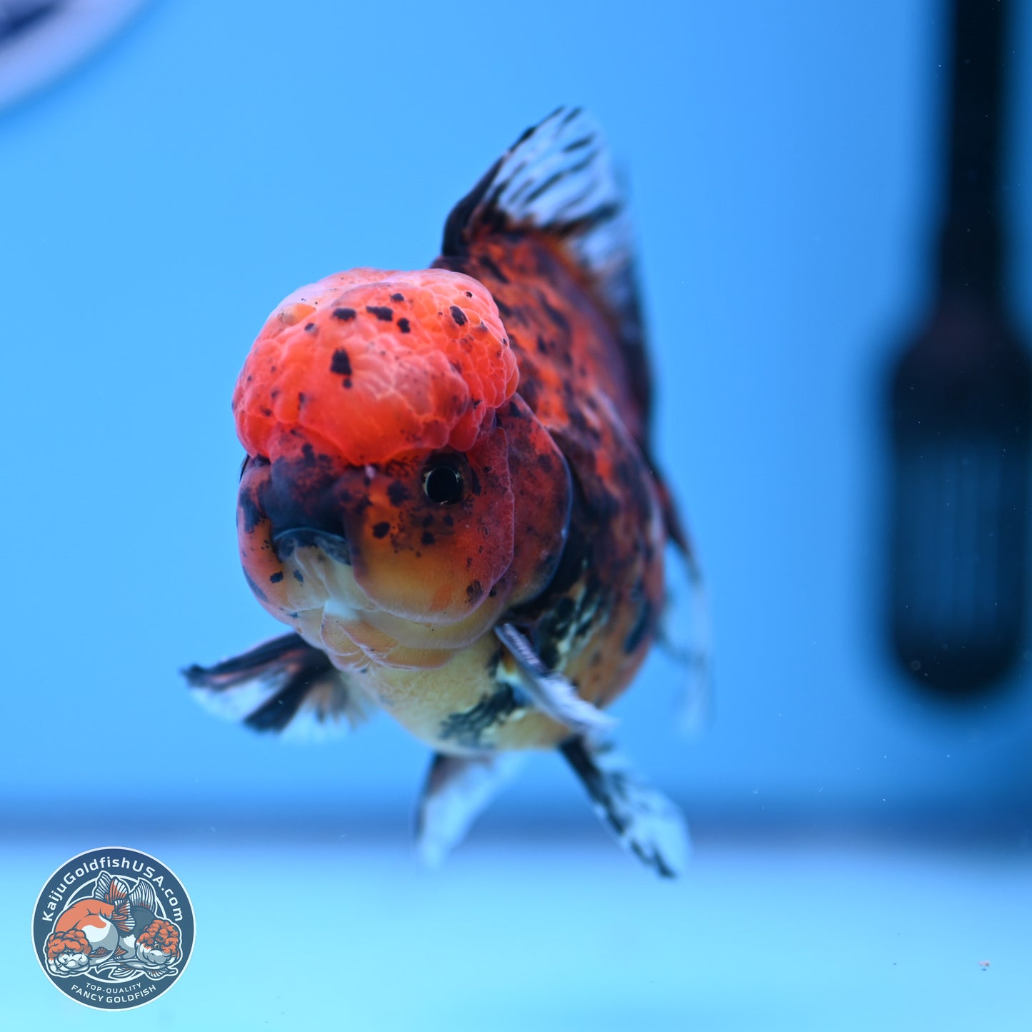 Shogun Tricolor Tiger Oranda 3.5in Body (240816_OR06) - Kaiju Goldfish USA