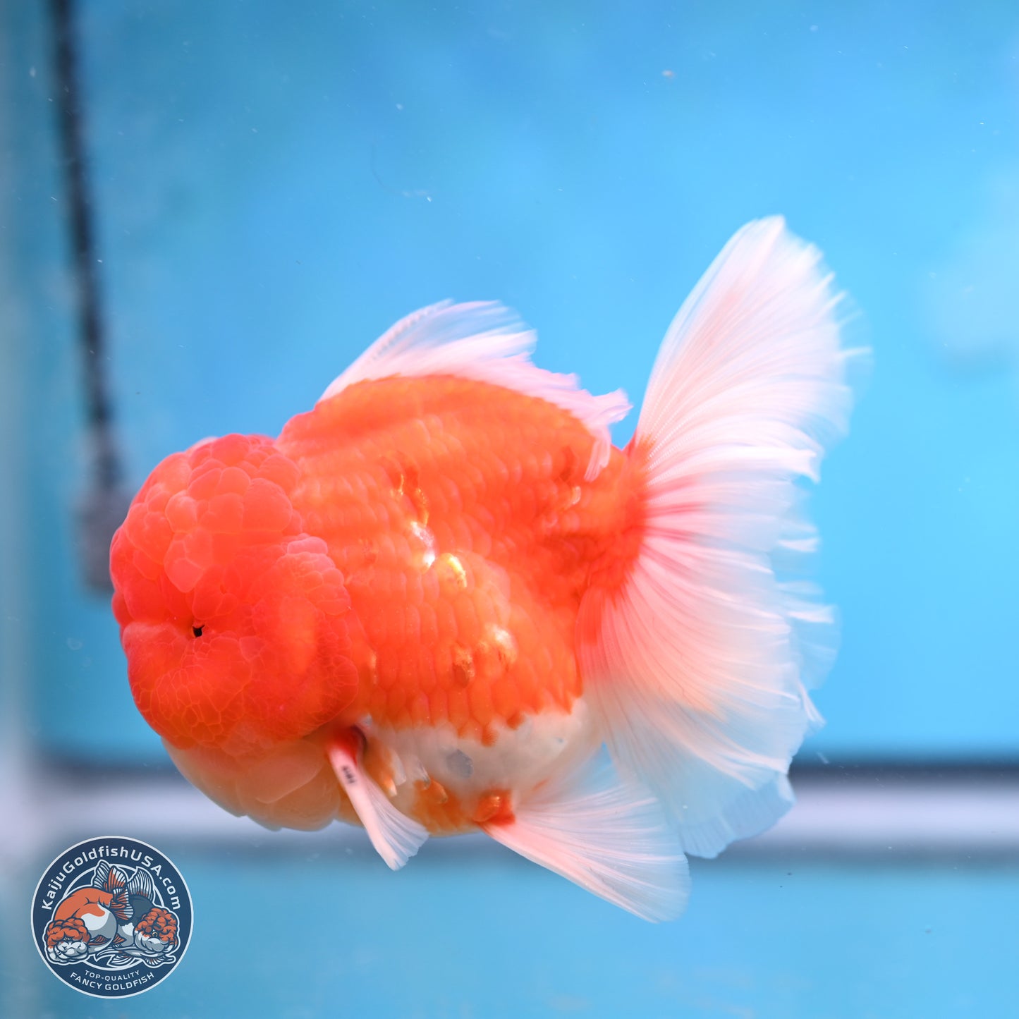 Sakura Rose Tail Oranda 3.75 inches Body - Male (250207_OR06)