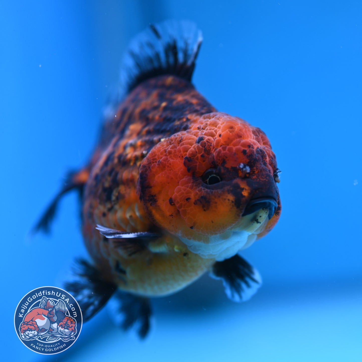 Shogun Tiger Oranda 3.5 inches Body (250606_OR06)
