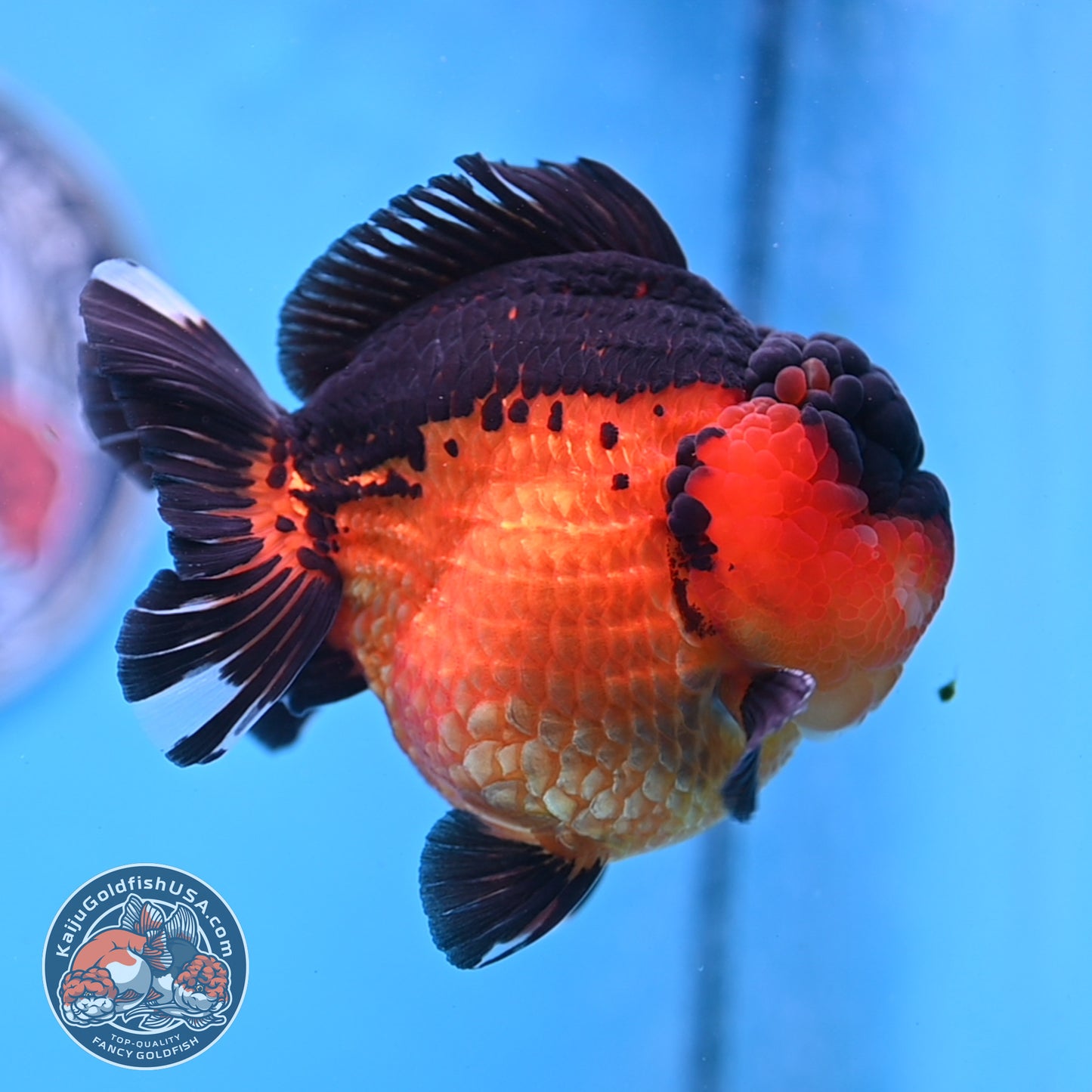 Oranda inch Body (250812_OR03)