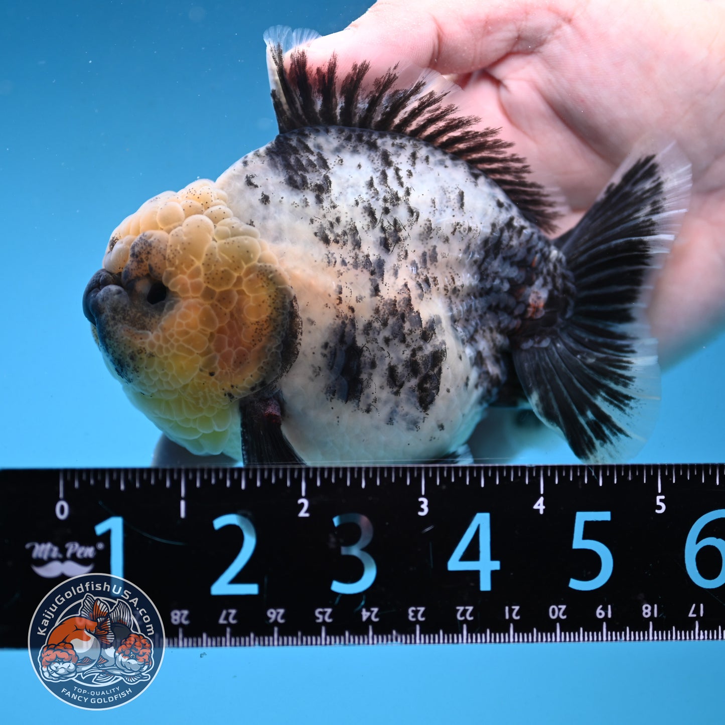 White Tiger Oranda 4 inch Body (250926_OR06)