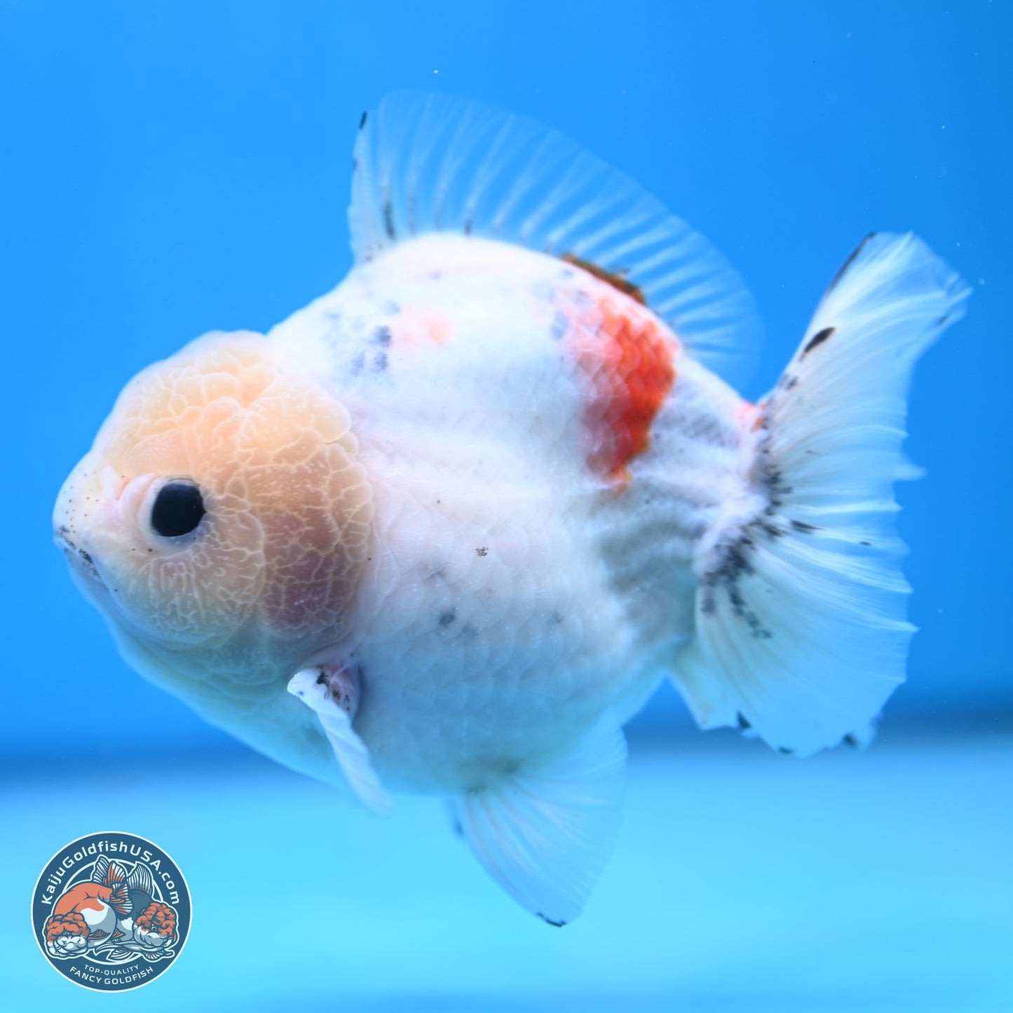 Calico YuanBao Oranda 5 inches - Male (241115_OR06) - Kaiju Goldfish USA