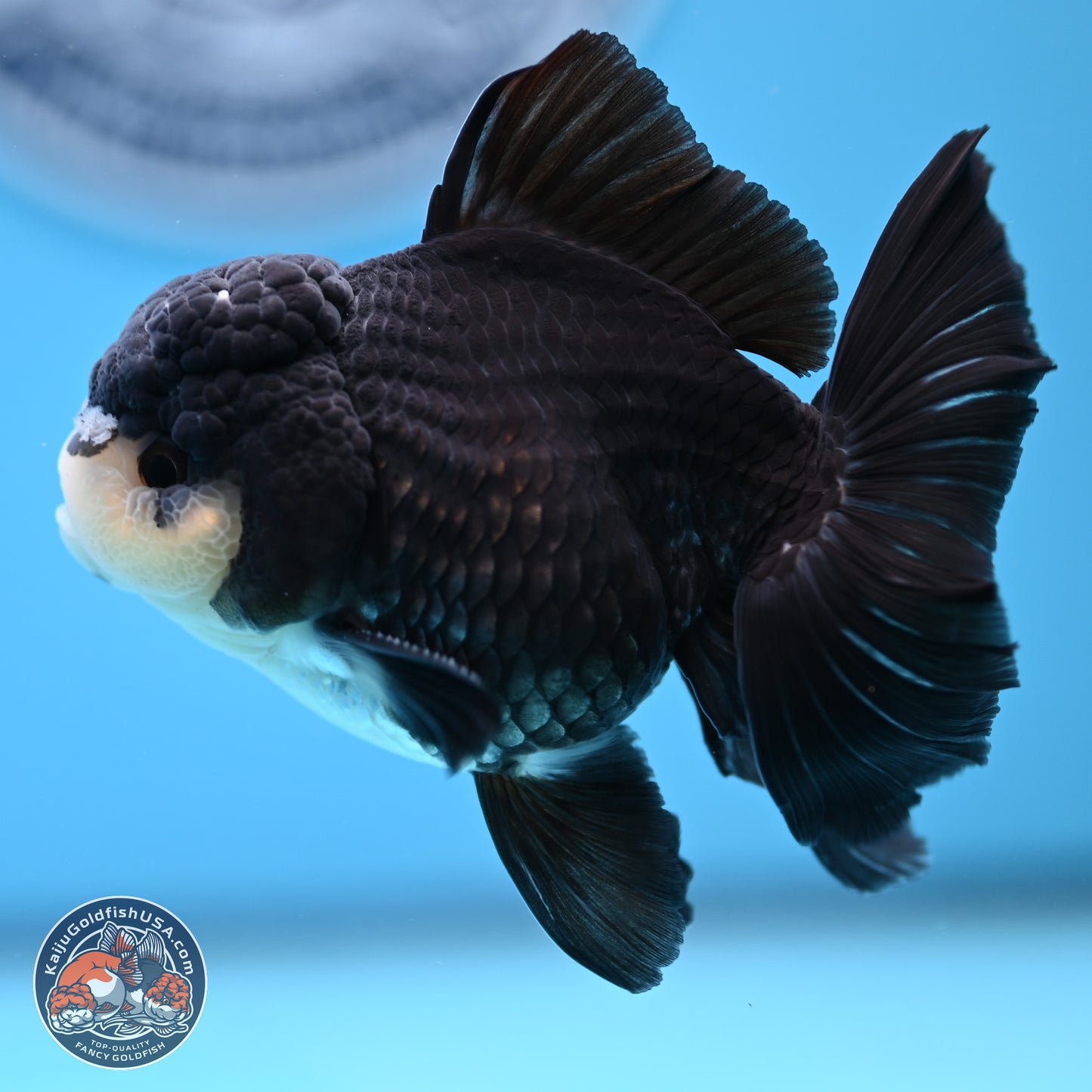 Panda Rose Tail Oranda 3.5in body (240809_OR06) - Kaiju Goldfish USA