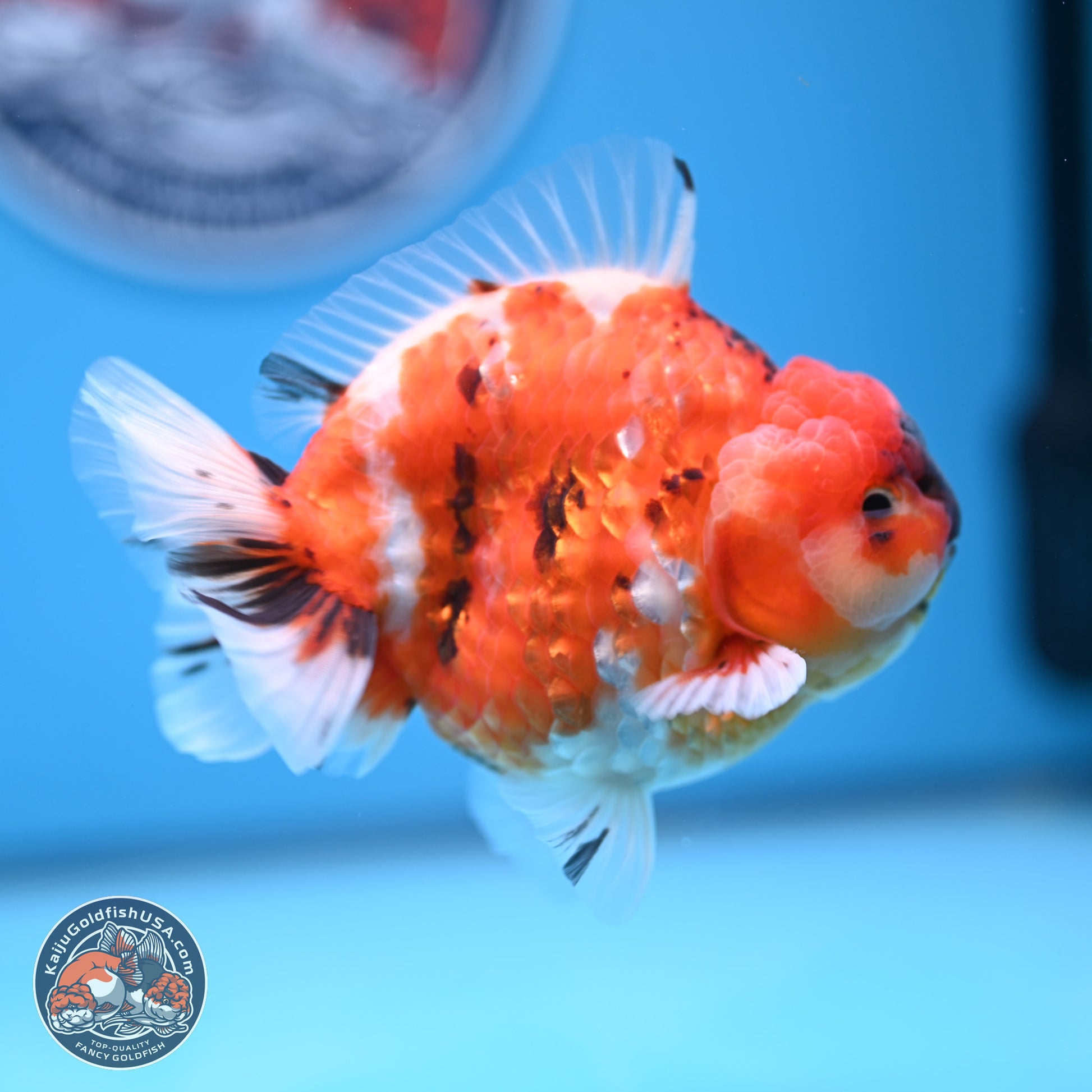 Tricolor Sakura YuanBao Oranda 3.75 inches Body - Male (241227_OR06) - Kaiju Goldfish USA