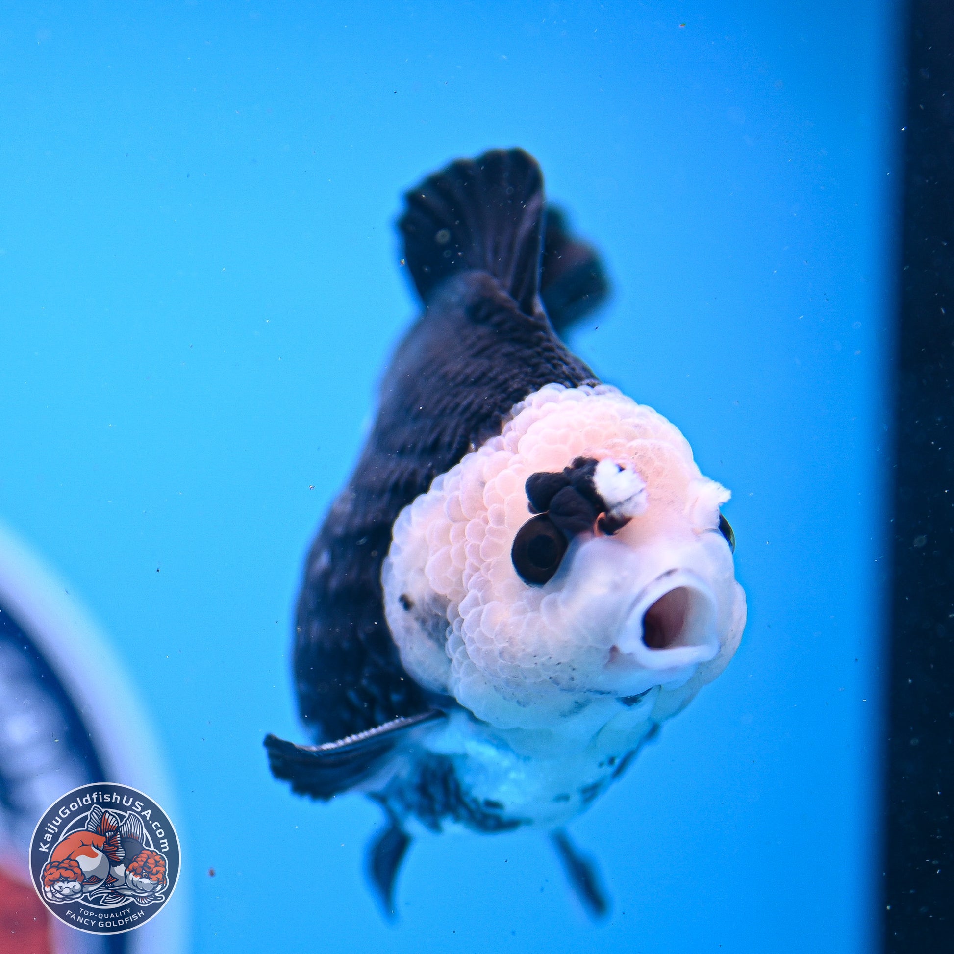 Panda YuanBao Oranda 3.5in Body (240830_OR06) - Kaiju Goldfish USA