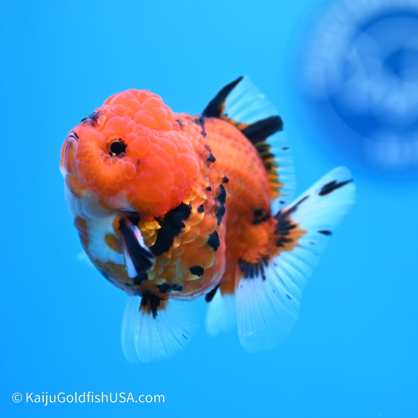 Tiger YuanBao Oranda 3 inches (240517_OR06) - Kaiju Goldfish USA