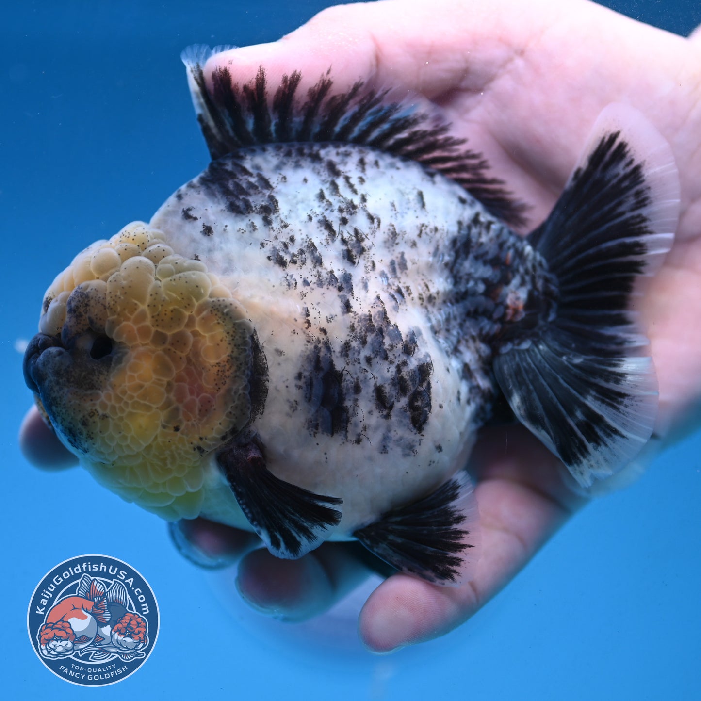 White Tiger Oranda 4 inch Body (250926_OR06)