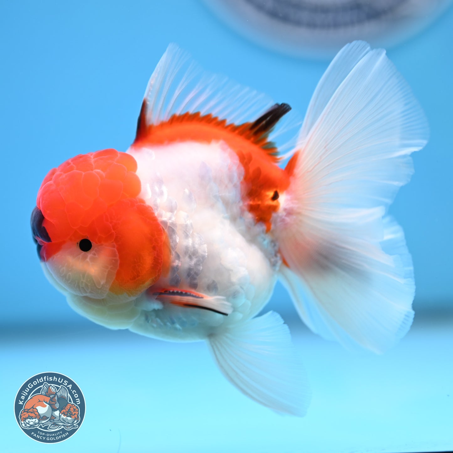 Tricolor Sakura Rose Tail Oranda 3 inches Body - Male (250314_OR06)