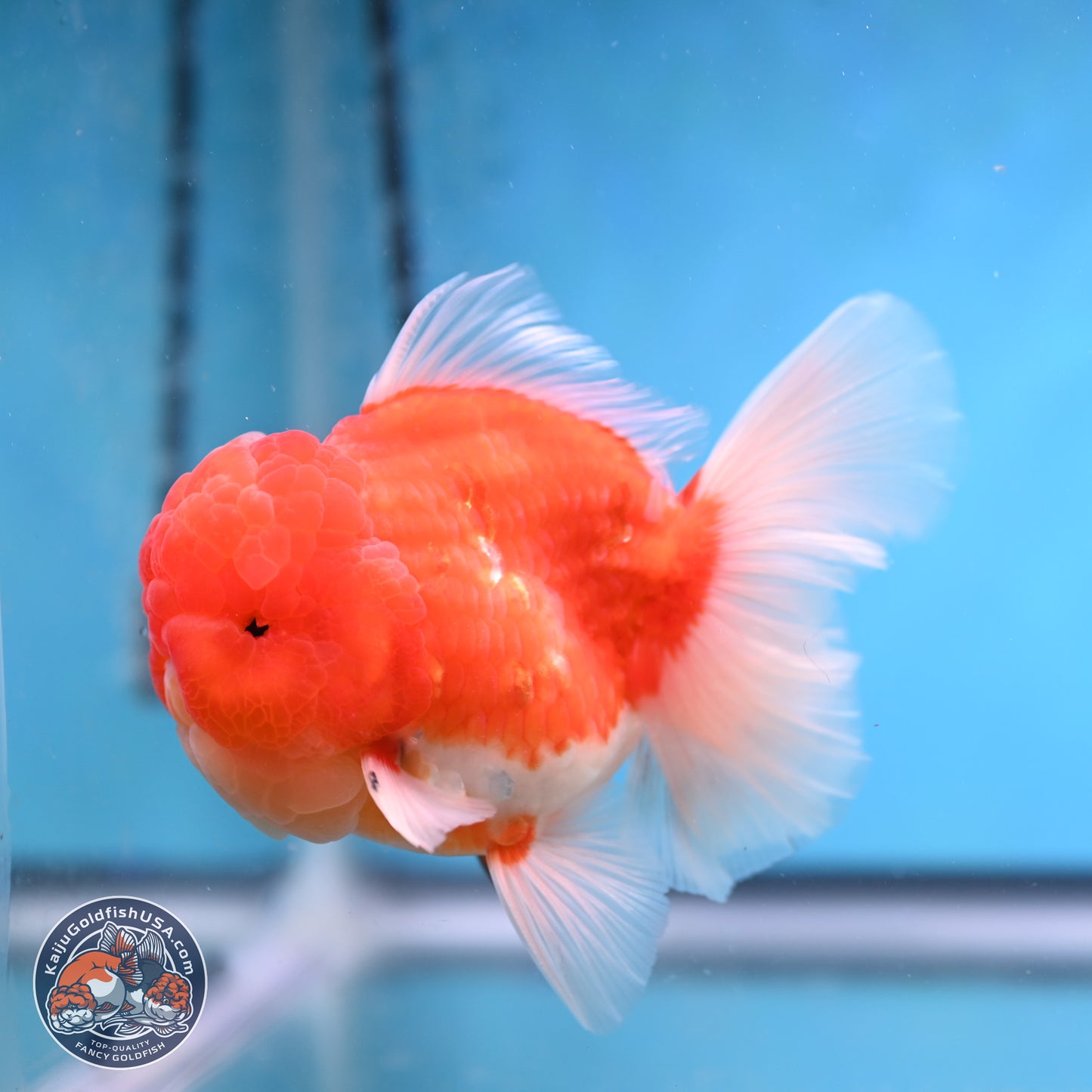 Sakura Rose Tail Oranda 3.75 inches Body - Male (250207_OR06)