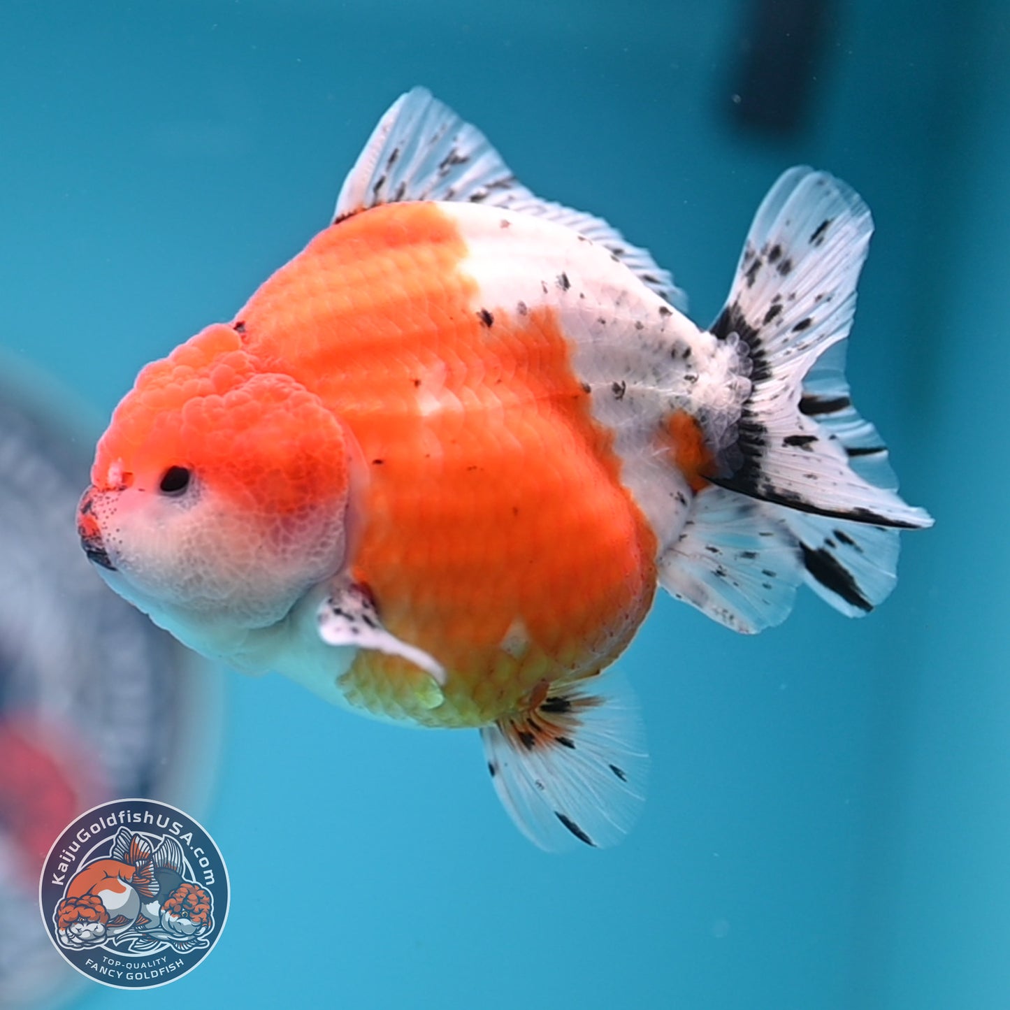 Shogun Tricolor Sakura Oranda 3.5 inches Body (250530_OR06)