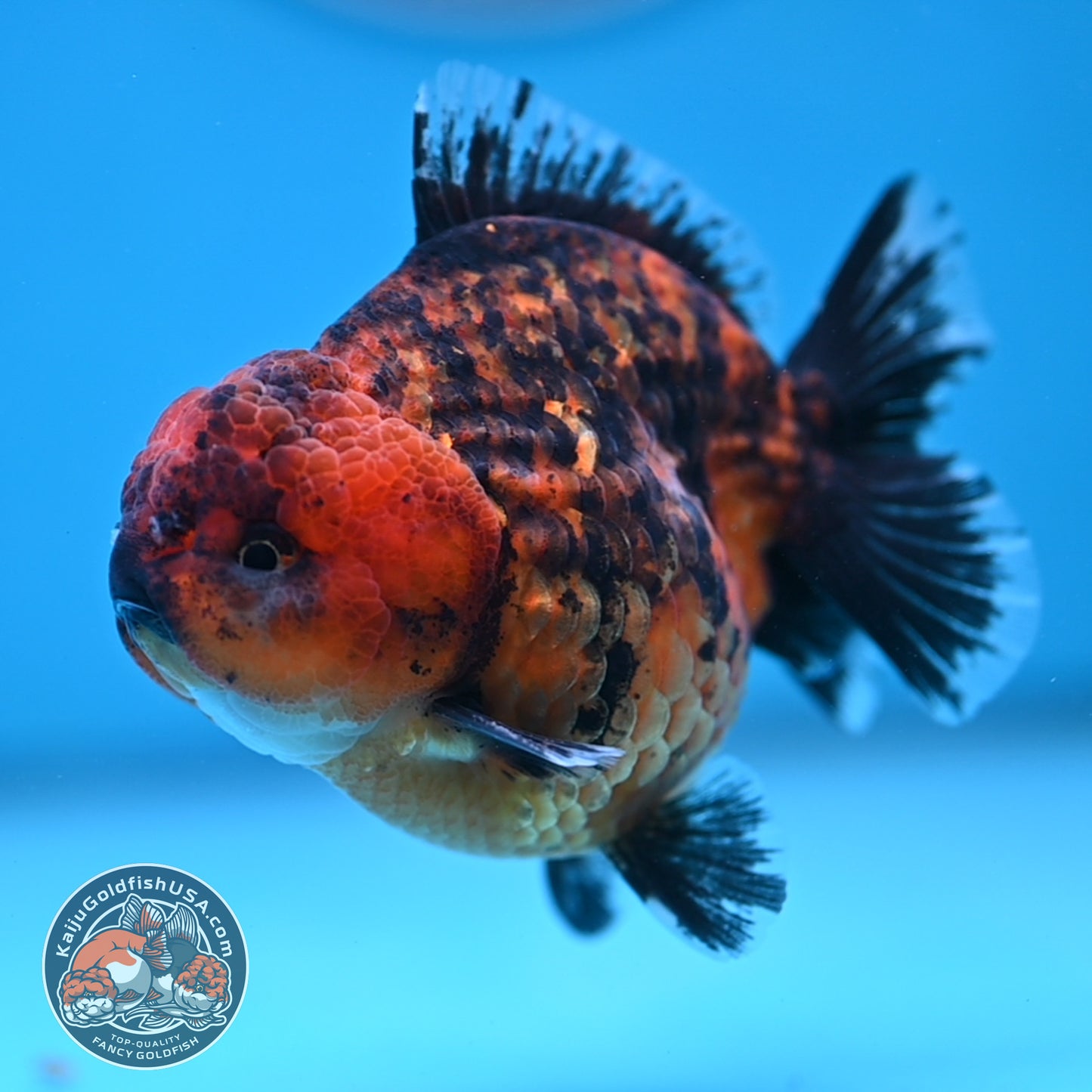 Shogun Tiger Oranda 3.5 inches Body (250606_OR06)