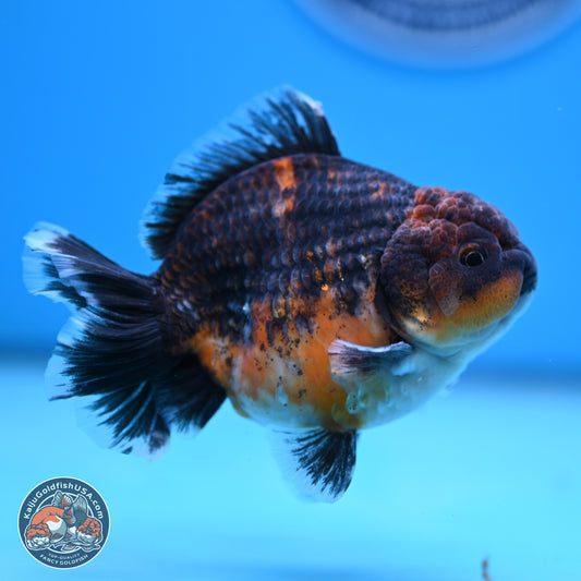 Shogun Kirin Oranda 4-4.5 inches (241004_OR06) - Kaiju Goldfish USA