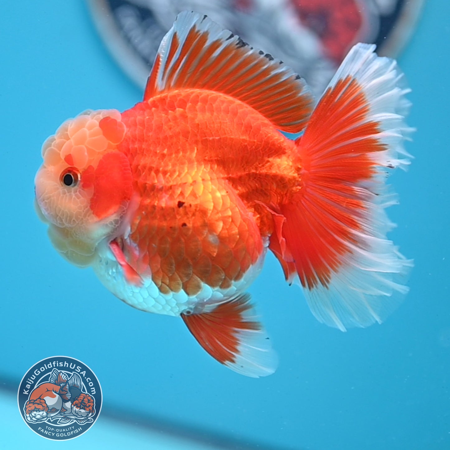 Jade Head Red White Rose Tail Oranda 3.5 inches Body (250509_OR06)