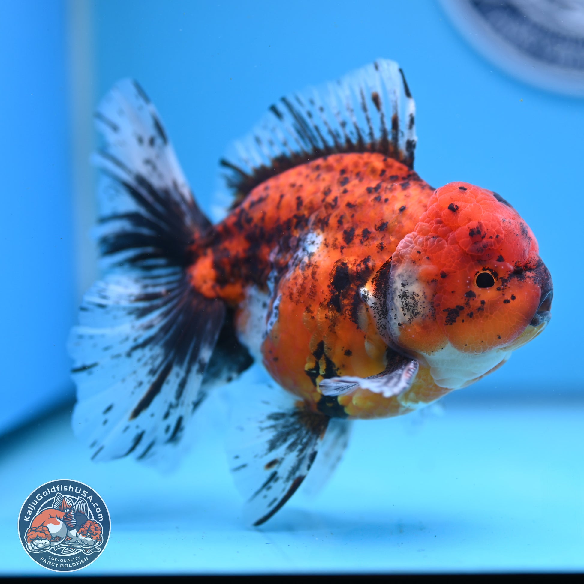 Tricolor Tiger Rose Tail Oranda 6 inches - Male (241122_OR06) - Kaiju Goldfish USA