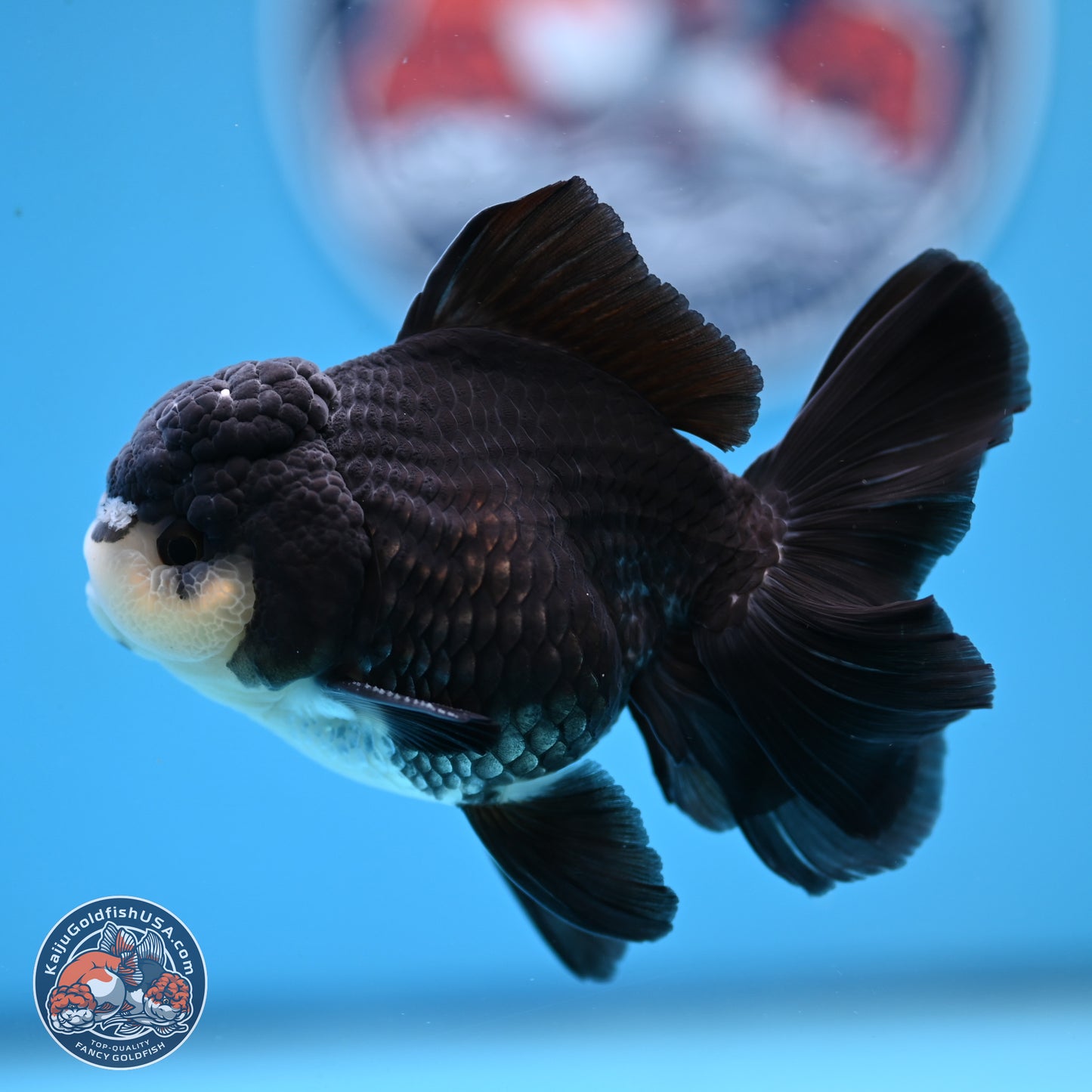 Panda Rose Tail Oranda 3.5in body (240809_OR06) - Kaiju Goldfish USA