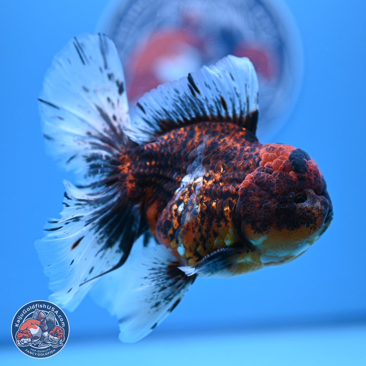 Red Kirin Rose Tail Oranda 4-6 inches (240920_OR06) - Kaiju Goldfish USA