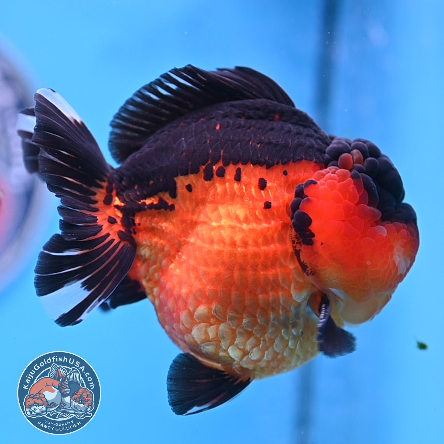 Oranda inch Body (250812_OR03)