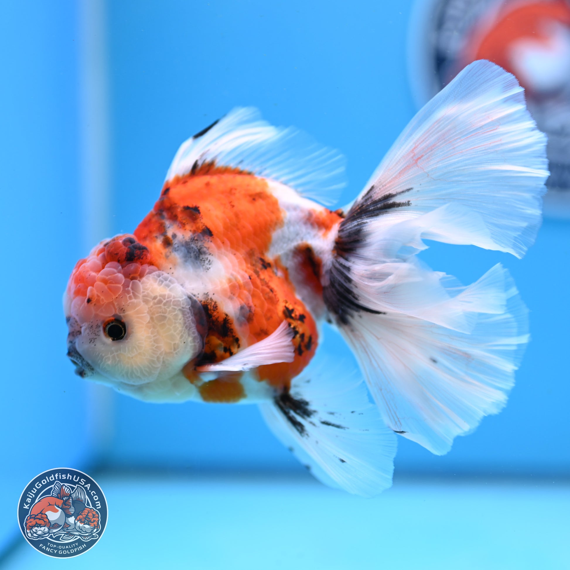 Tricolor Sakura Rose Tail Oranda 3.5in Body (240823_OR6) - Kaiju Goldfish USA