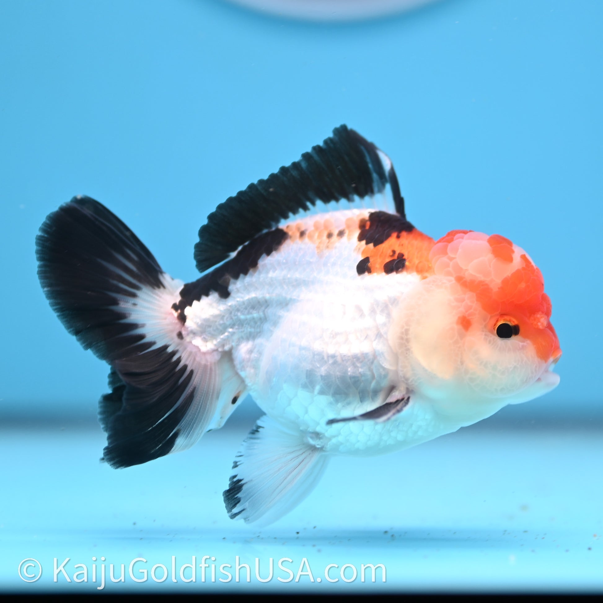 Tricolor Oranda 3in body (240726_OR06) - Kaiju Goldfish USA