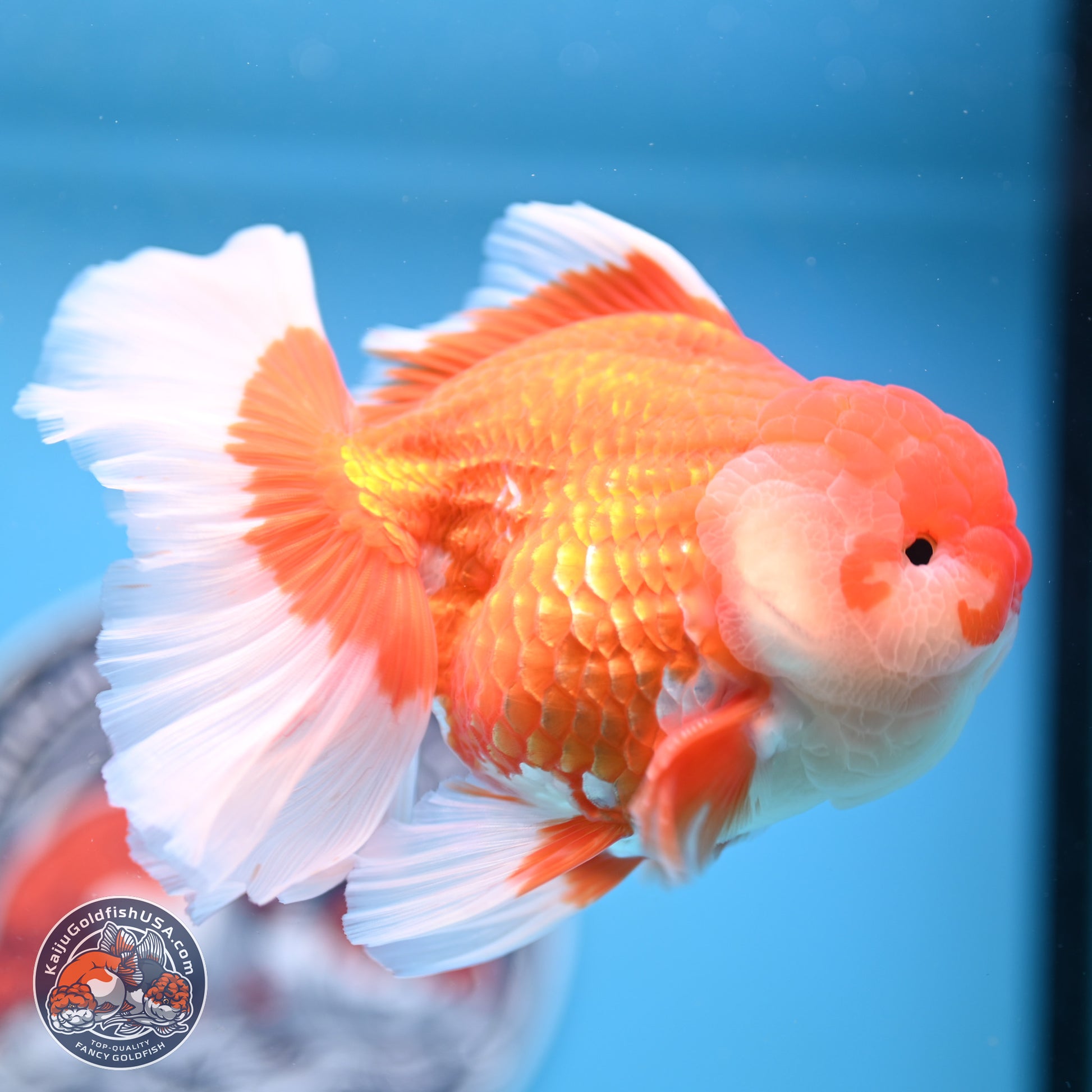 Red White Rose Tail Oranda 4-6.5 inches (240906_OR06) - Kaiju Goldfish USA