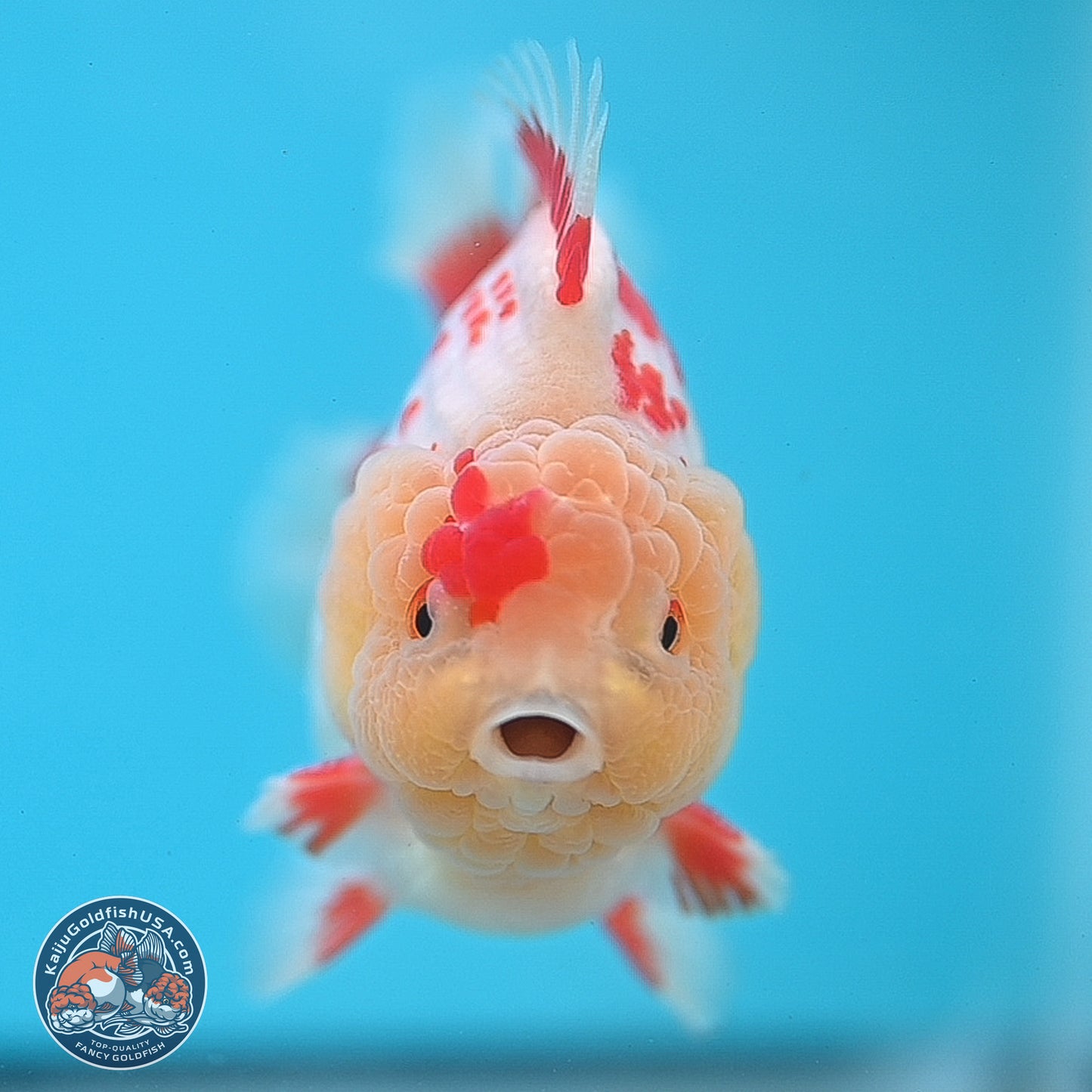 Polka Dot Red White YuanBao Oranda 3.5 inches Body - Male (250214_OR06)