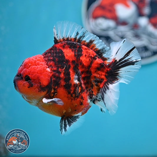 Tiger YuanBao Oranda 4 inches Body - Male (250404_OR06)