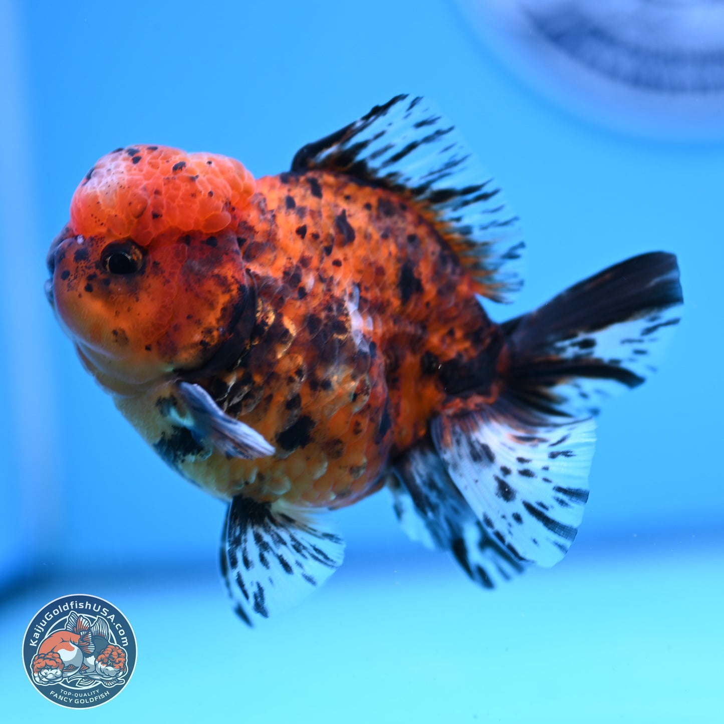 Shogun Tricolor Tiger Oranda 3.5in Body (240816_OR06) - Kaiju Goldfish USA