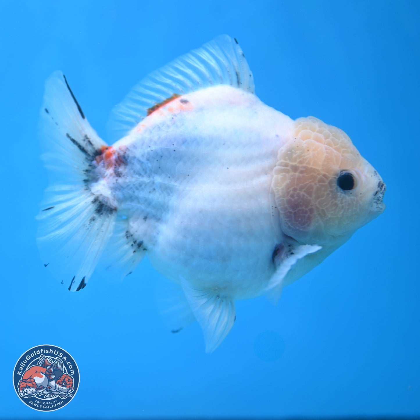 Calico YuanBao Oranda 5 inches - Male (241115_OR06) - Kaiju Goldfish USA