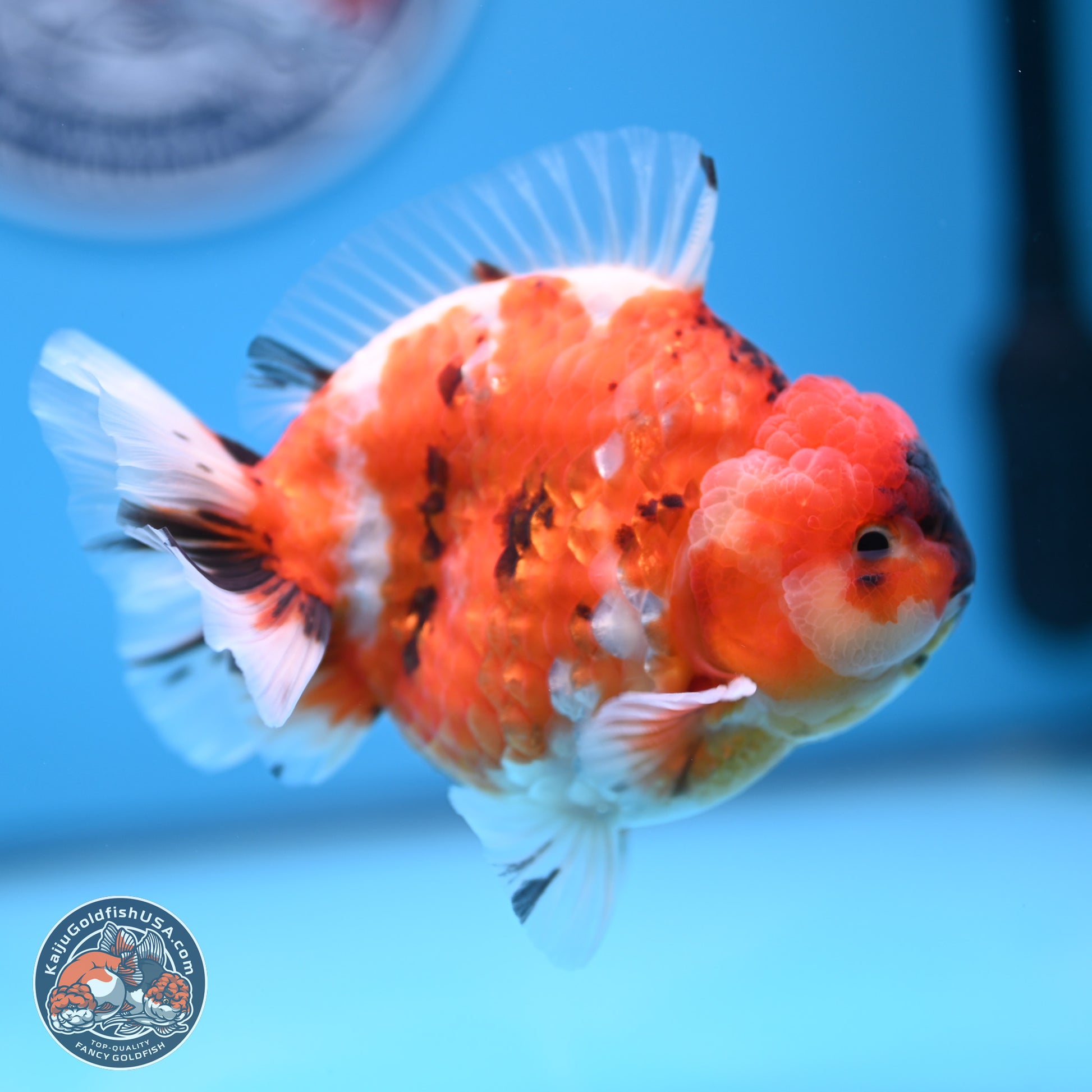 Tricolor Sakura YuanBao Oranda 3.75 inches Body - Male (241227_OR06) - Kaiju Goldfish USA