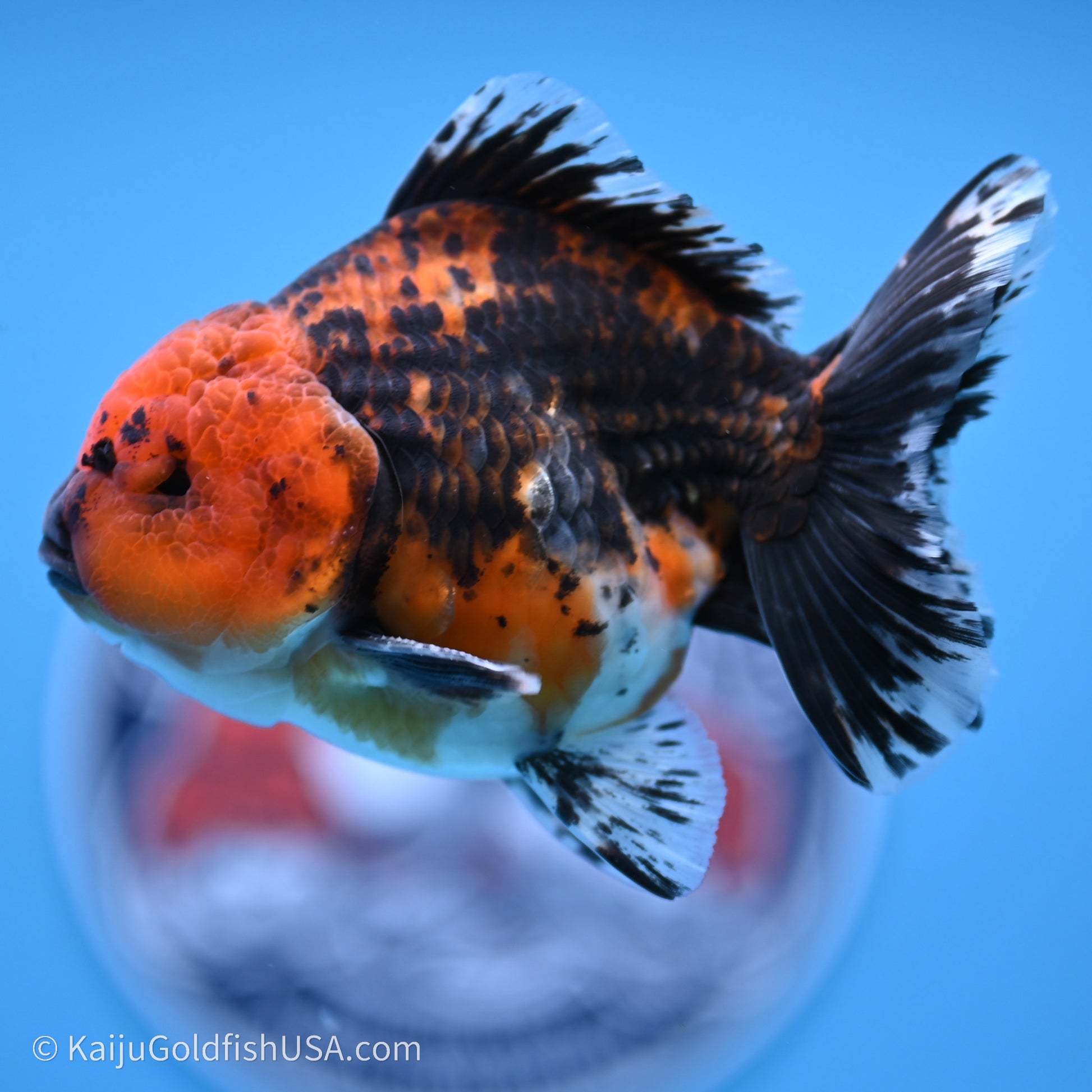 Shogun Godzilla Red Kirin Oranda 3.5in Body (240719_OR06) - Kaiju Goldfish USA