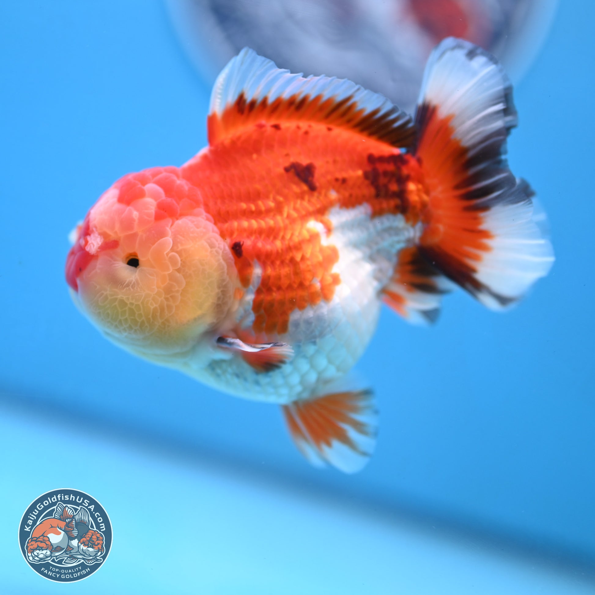 Tricolor YuanBao Oranda 3.75 inches Body - Male (250103_OR06) - Kaiju Goldfish USA