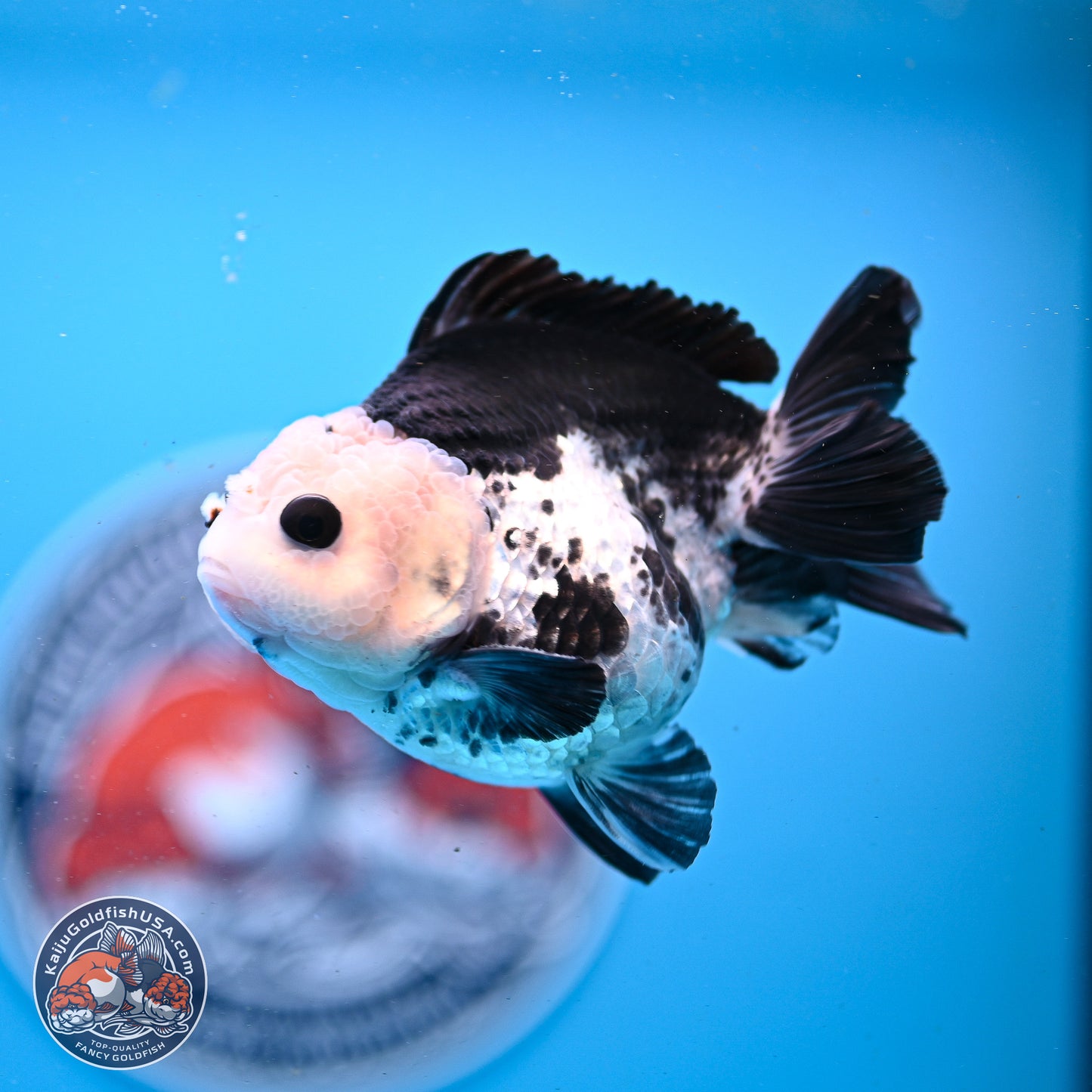 Panda YuanBao Oranda 3.5in Body (240830_OR06) - Kaiju Goldfish USA