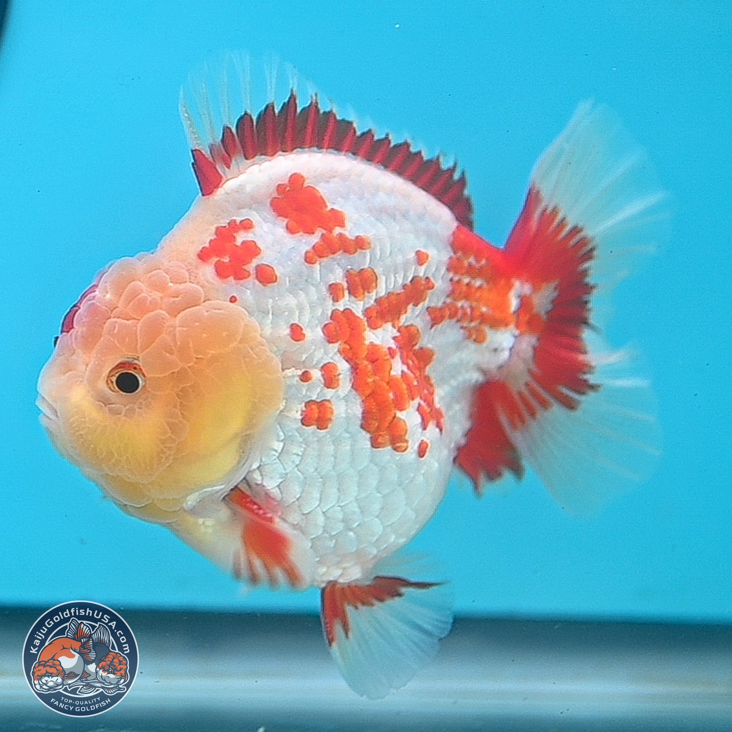 Polka Dot Red White YuanBao Oranda 3.5 inches Body - Male (250214_OR06)