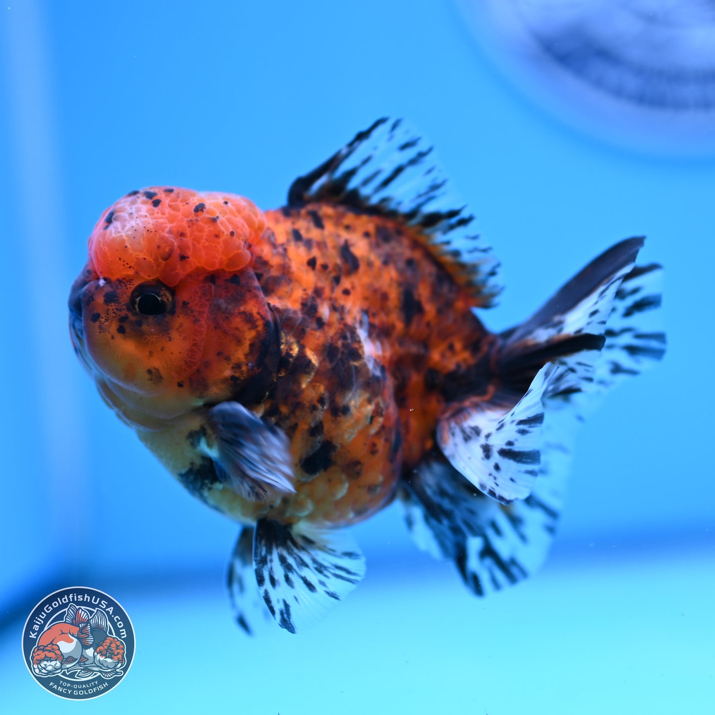 Shogun Tricolor Tiger Oranda 3.5in Body (240816_OR06) - Kaiju Goldfish USA