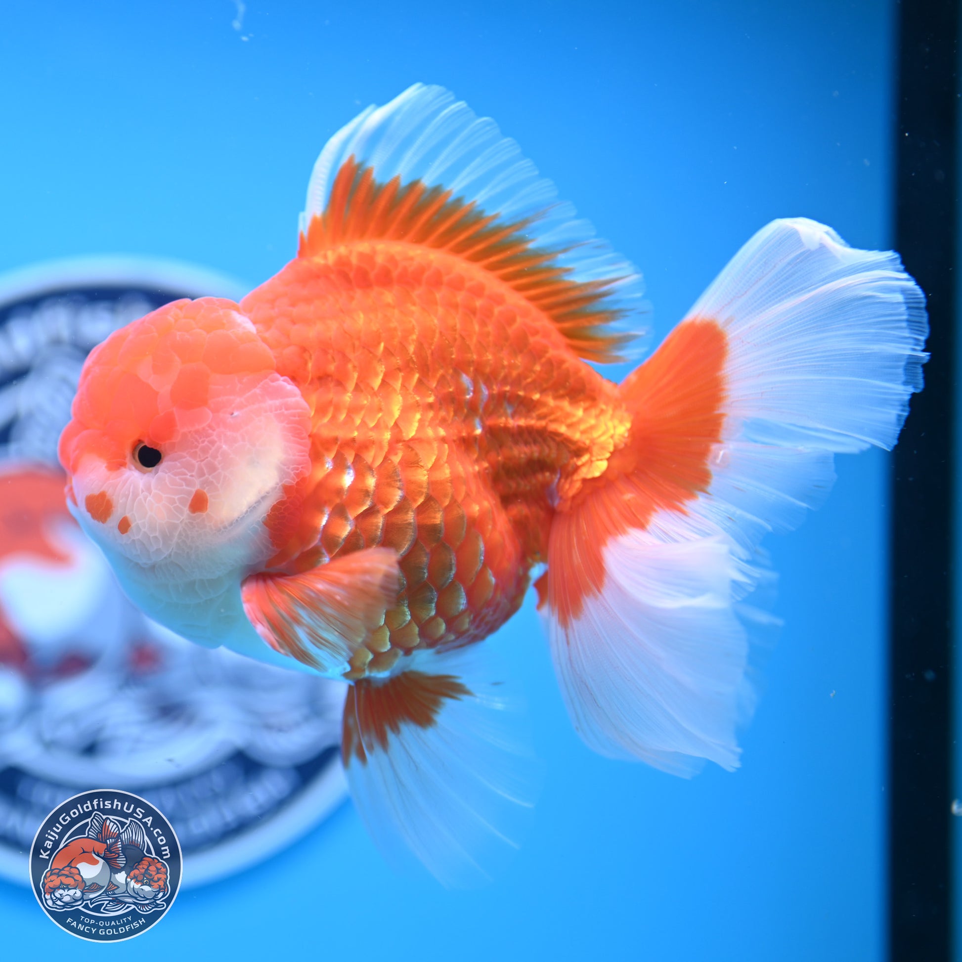 Red White Rose Tail Oranda 4-6.5 inches (240906_OR06) - Kaiju Goldfish USA