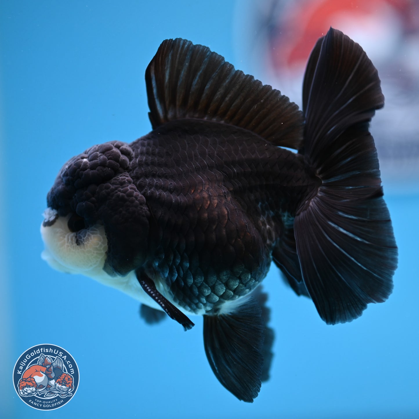 Panda Rose Tail Oranda 3.5in body (240809_OR06) - Kaiju Goldfish USA