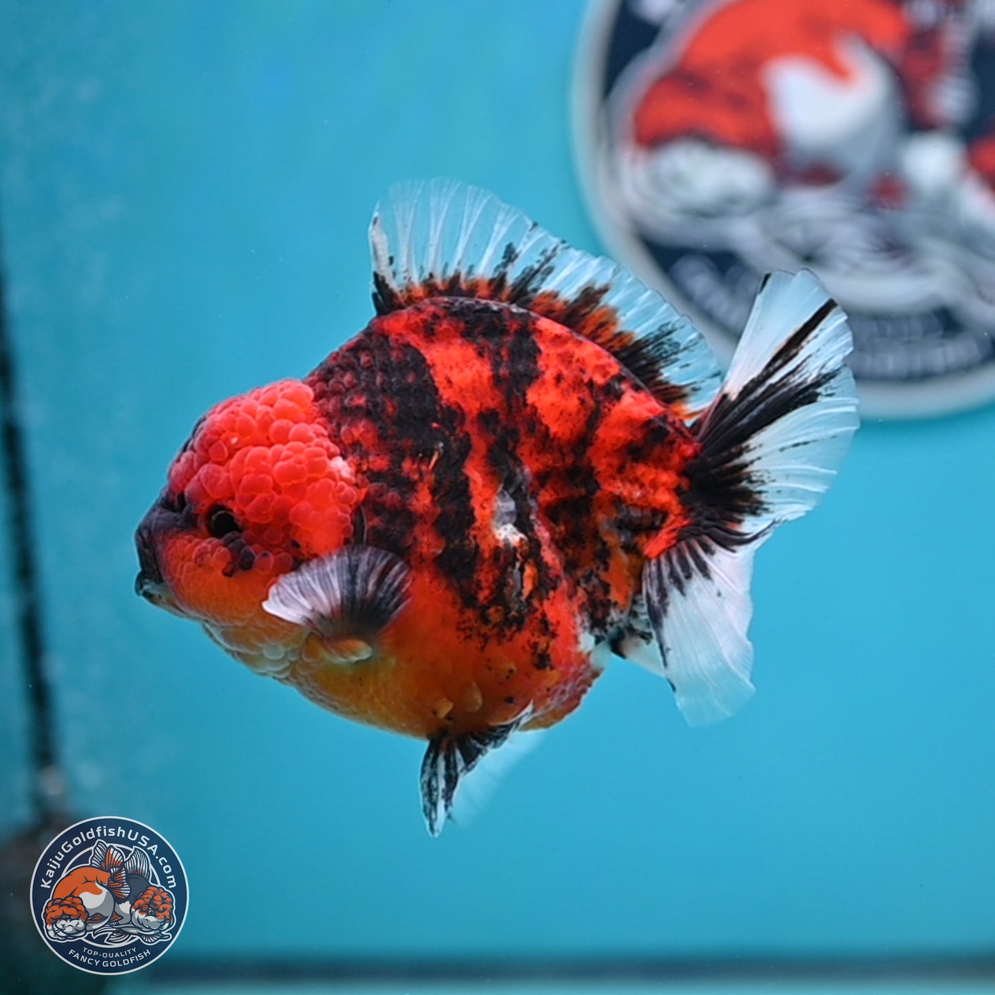 Tiger YuanBao Oranda 4 inches Body - Male (250404_OR06)