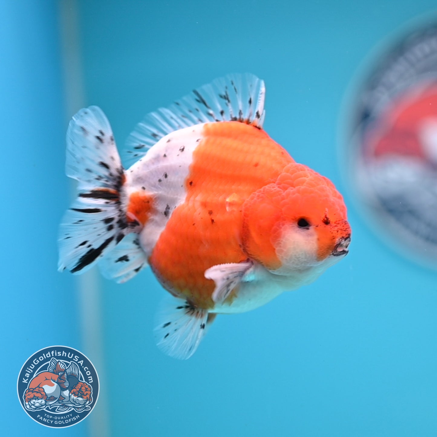 Shogun Tricolor Sakura Oranda 3.5 inches Body (250530_OR06)