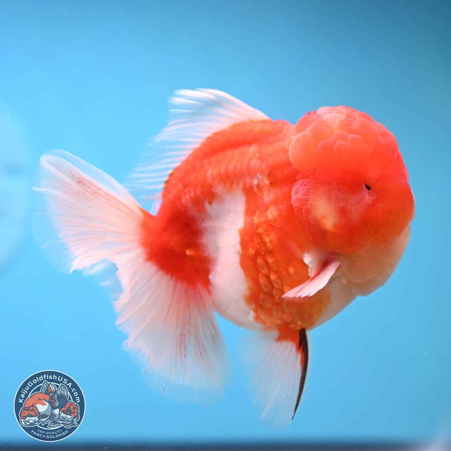 Sakura Rose Tail Oranda 3.75 inches Body - Male (250207_OR06)