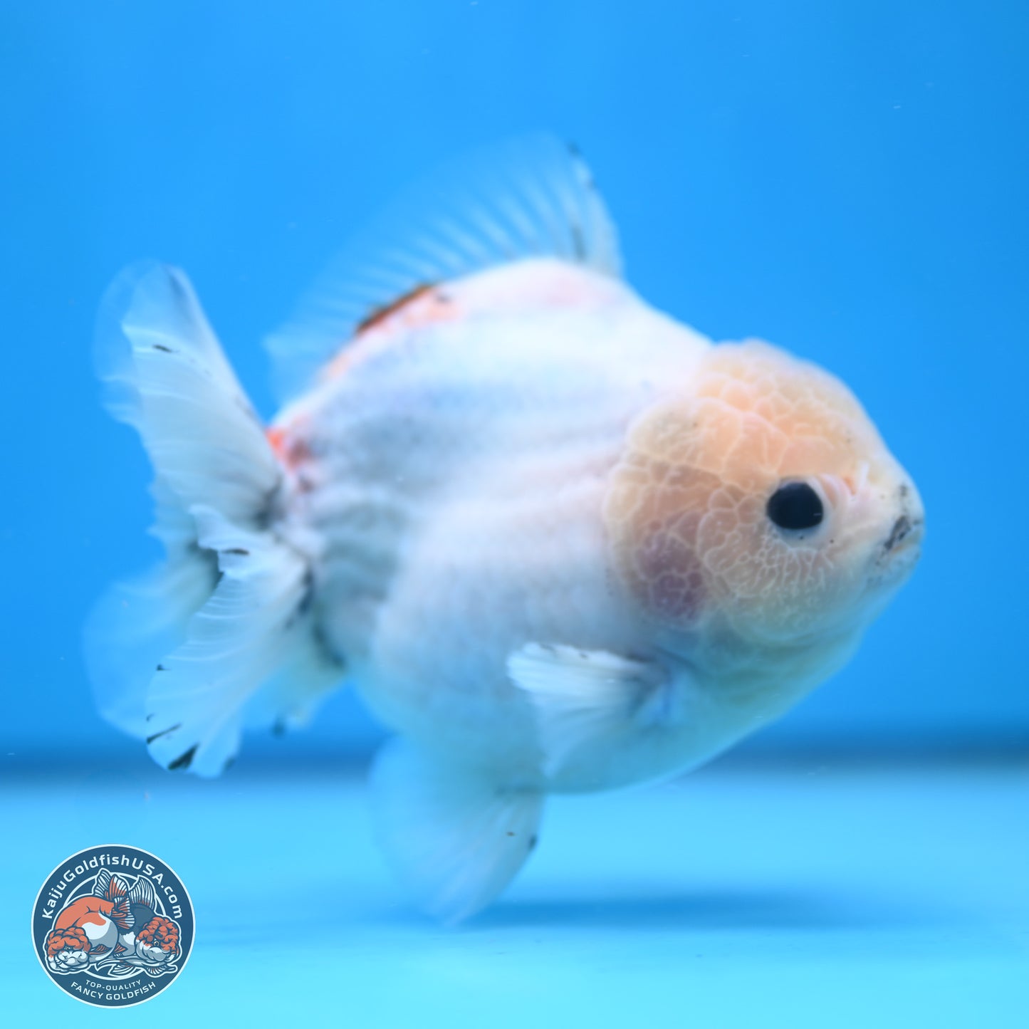 Calico YuanBao Oranda 5 inches - Male (241115_OR06) - Kaiju Goldfish USA