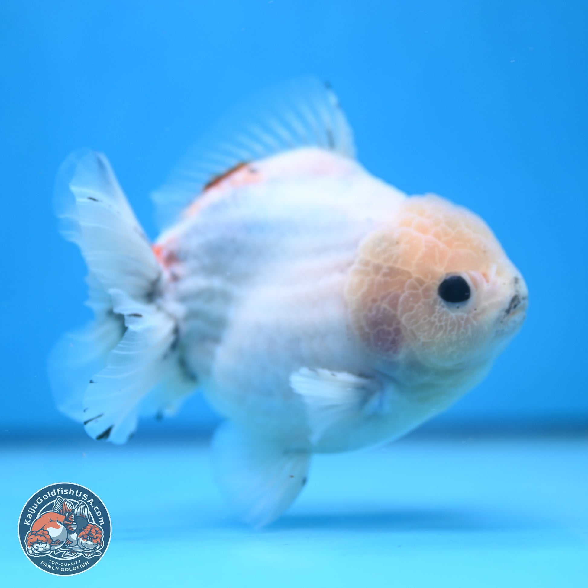 Calico YuanBao Oranda 5 inches - Male (241115_OR06) - Kaiju Goldfish USA